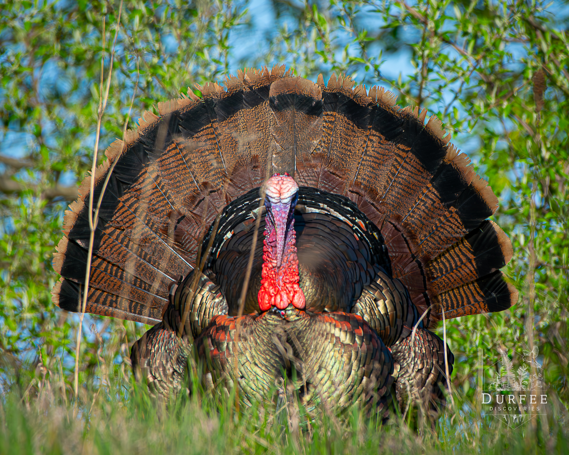 Wild Turkey - Farmington Hills, MI