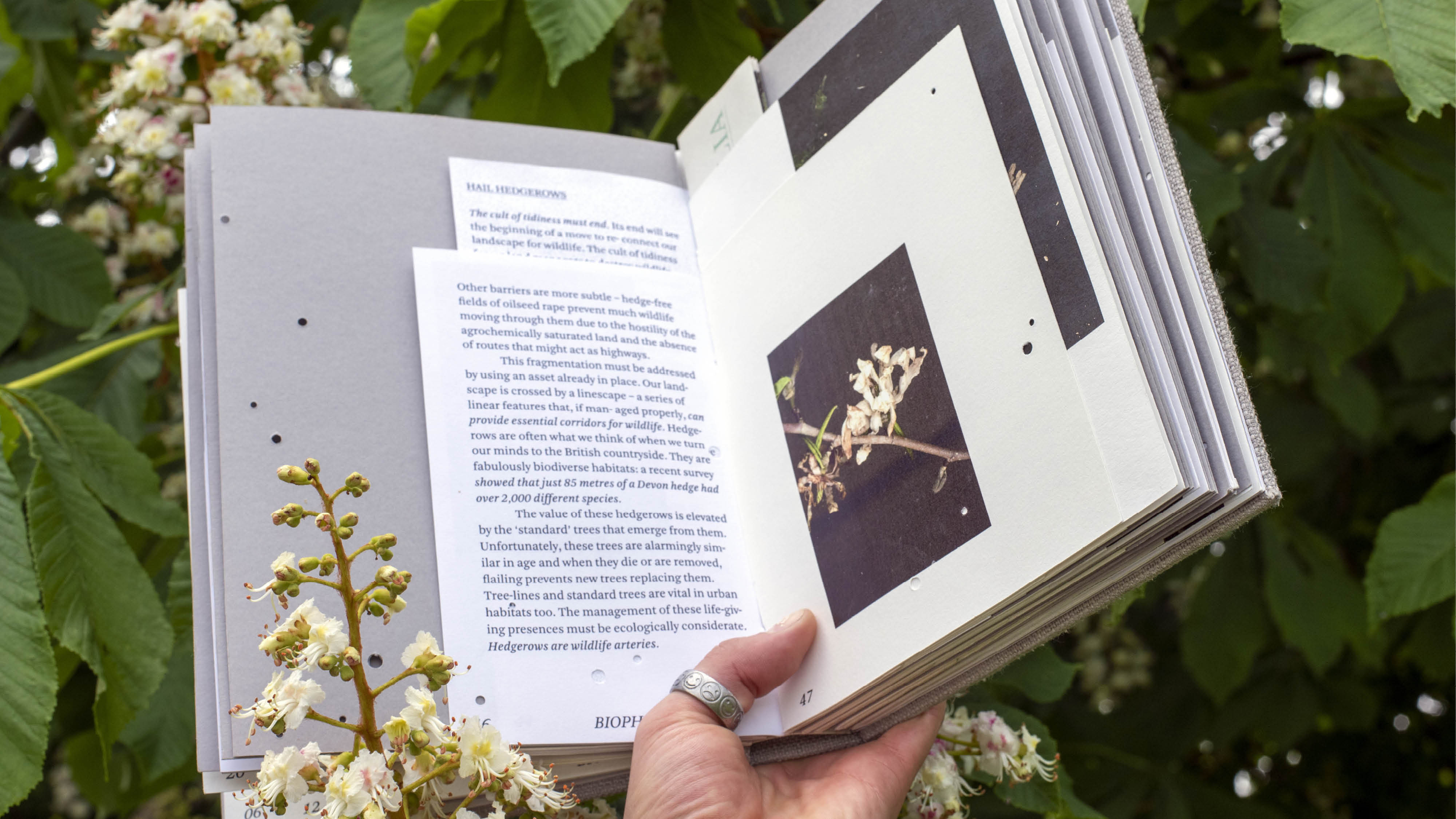 25/40: Biophilia, a variation of page layout for the publication, 2019.