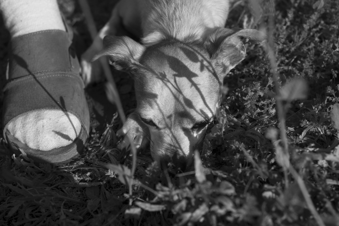 Mustard Meadow, 2020