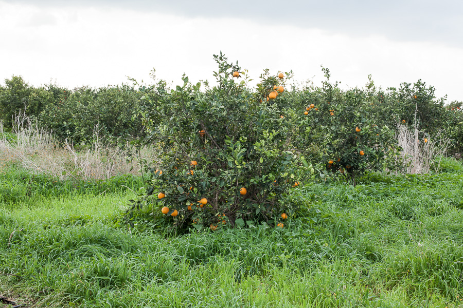 D&eacute;cembre, p&eacute;riode de r&eacute;colte des cl&eacute;mentines.