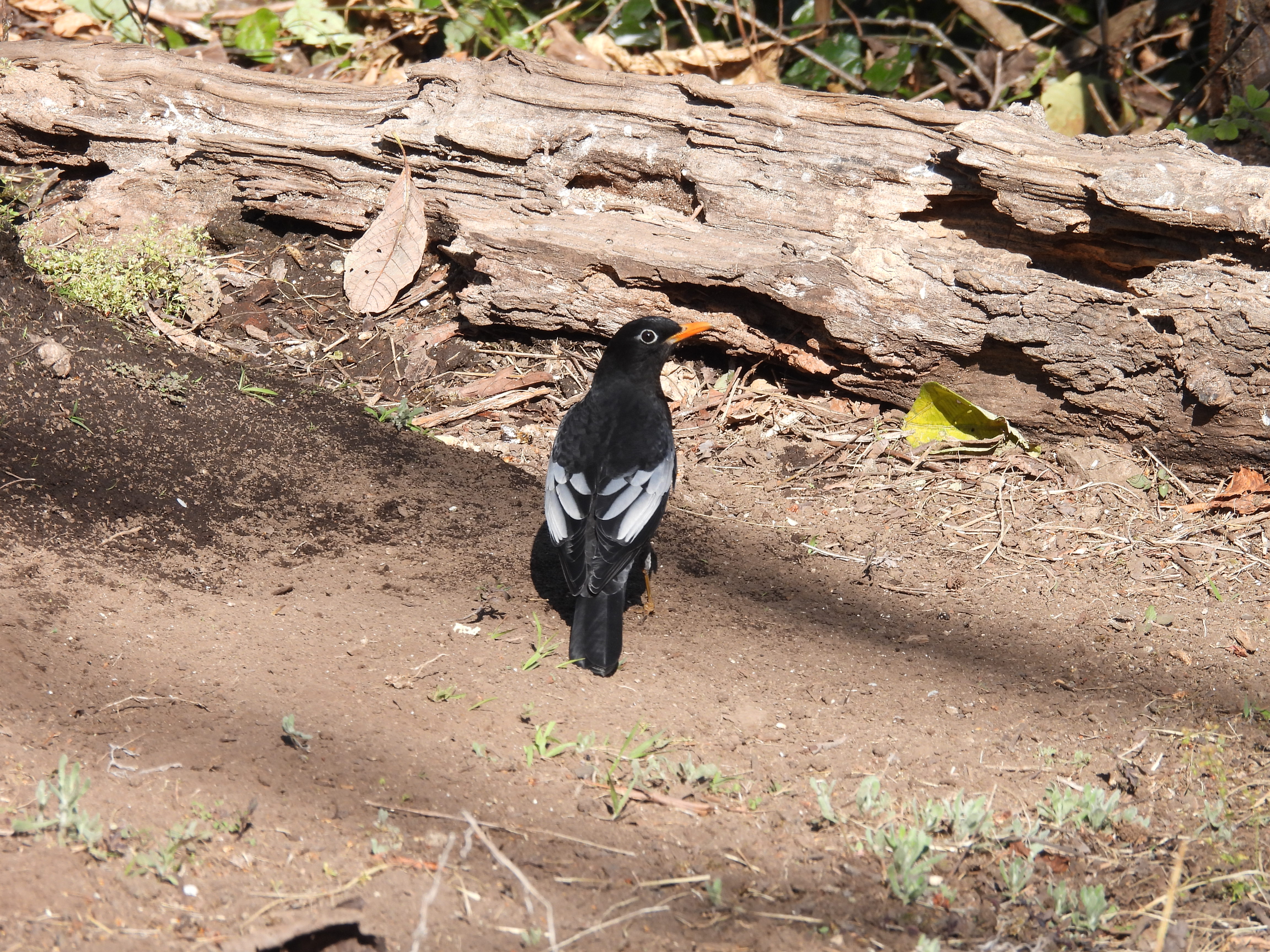 灰翅鸫 Grey-winged Blackbird