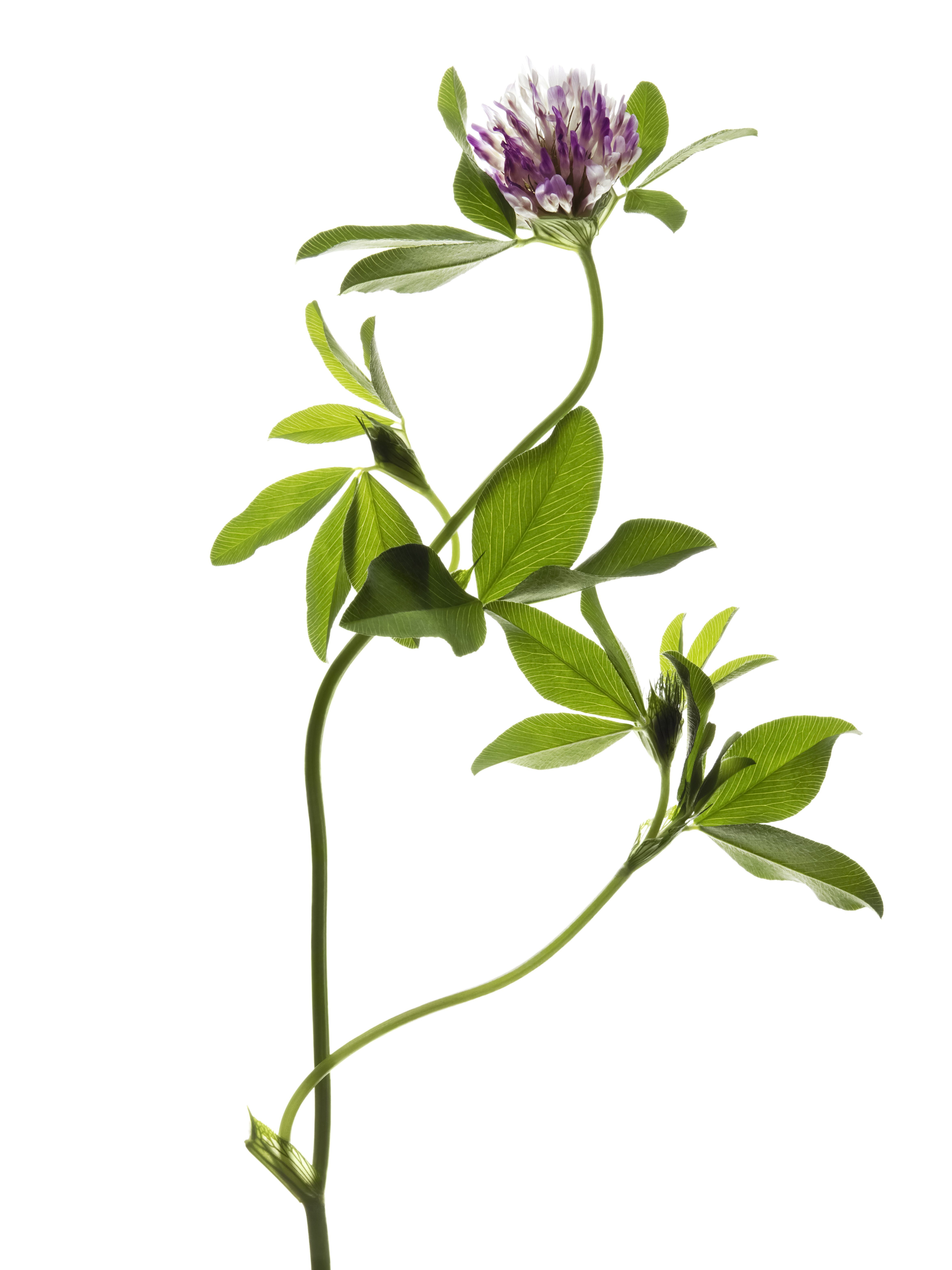 KMA stylist Sara Wacksman designs set for a photo of a purple flower against a white background for Bare Minerals 