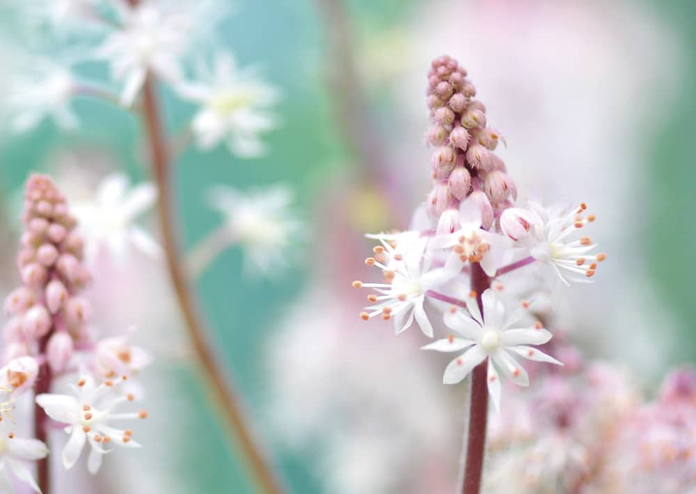 Nr. 165 Purpurglöckchen / Heuchera