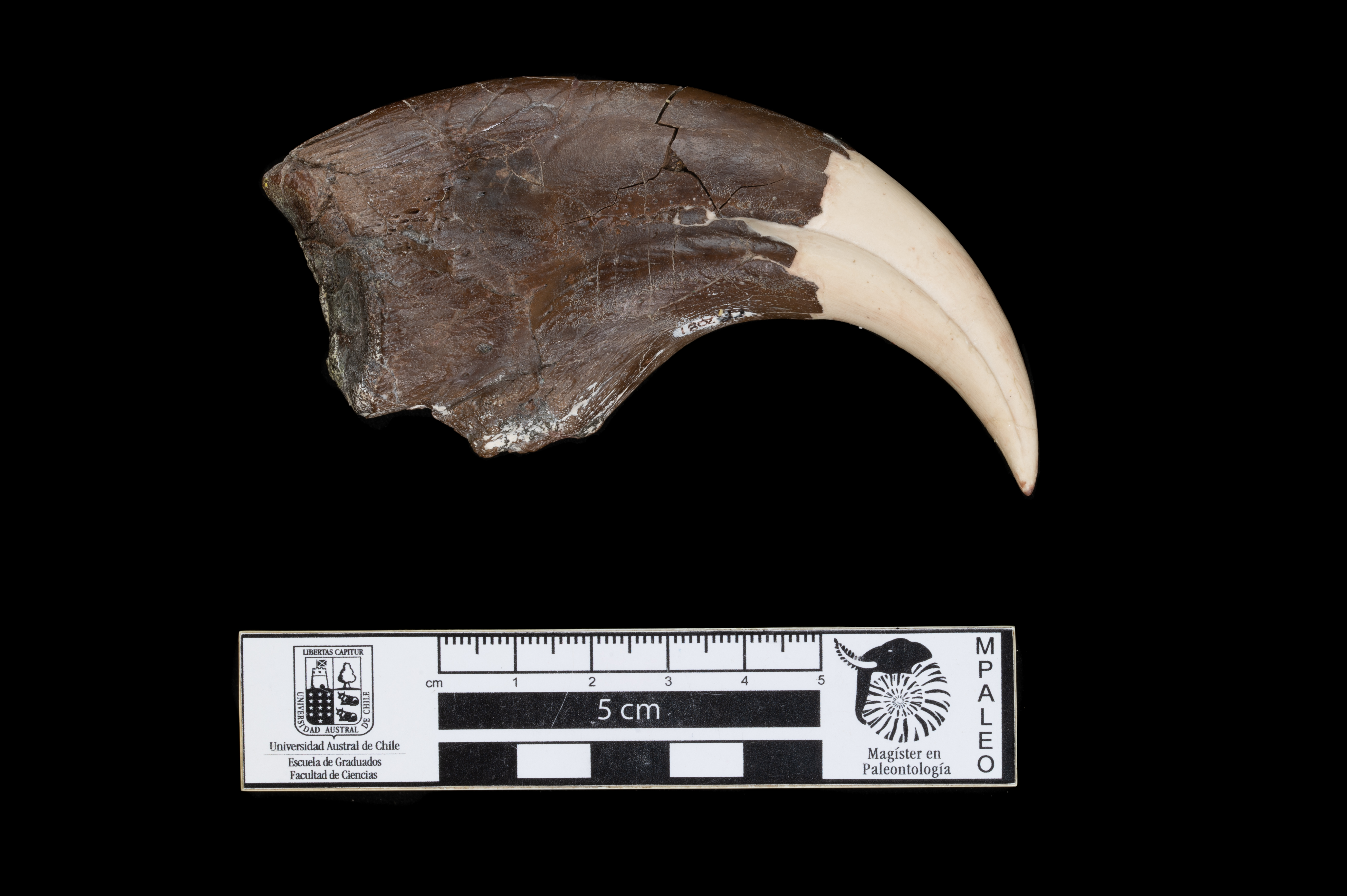 PR2081 (SUE THE T-REX)