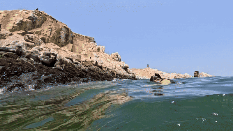 Palomino Islands, Peru - 2025
