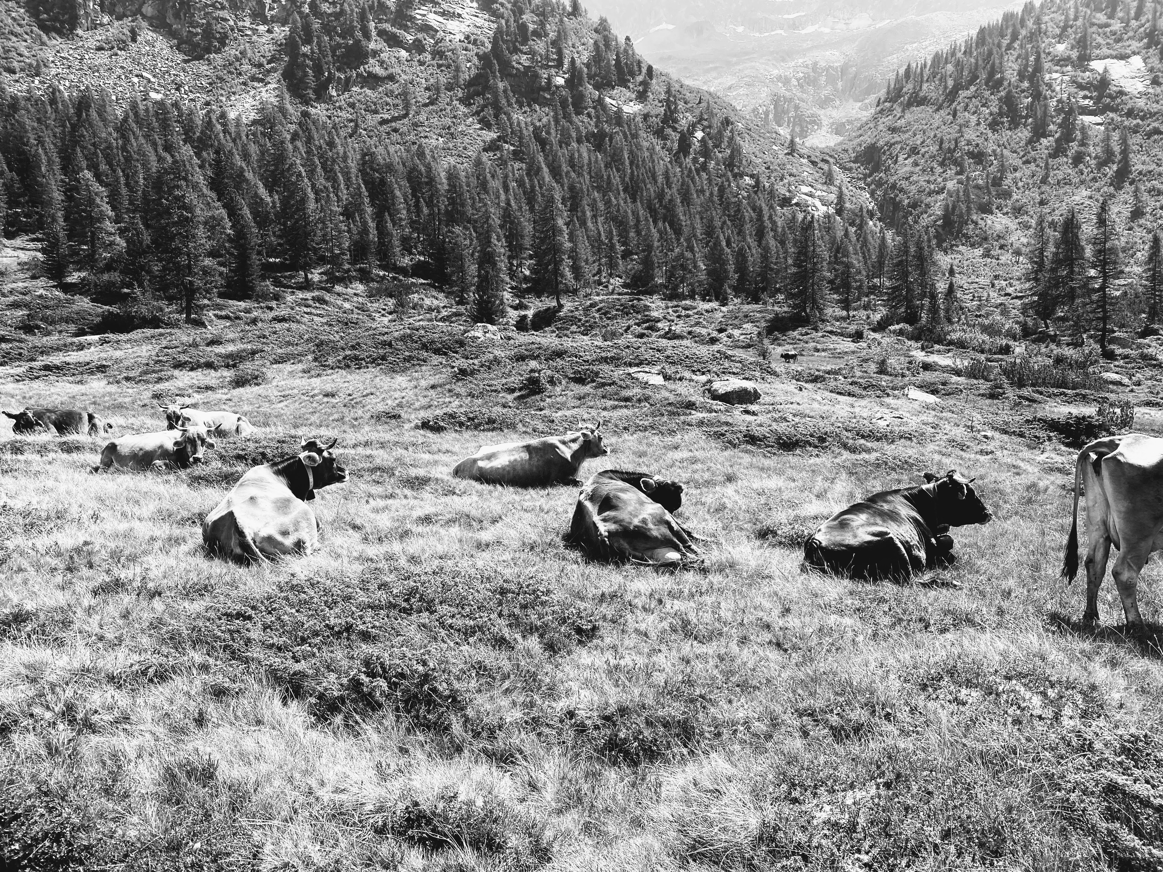 Vacche, sentiero della Val Fumo, 22-8-20