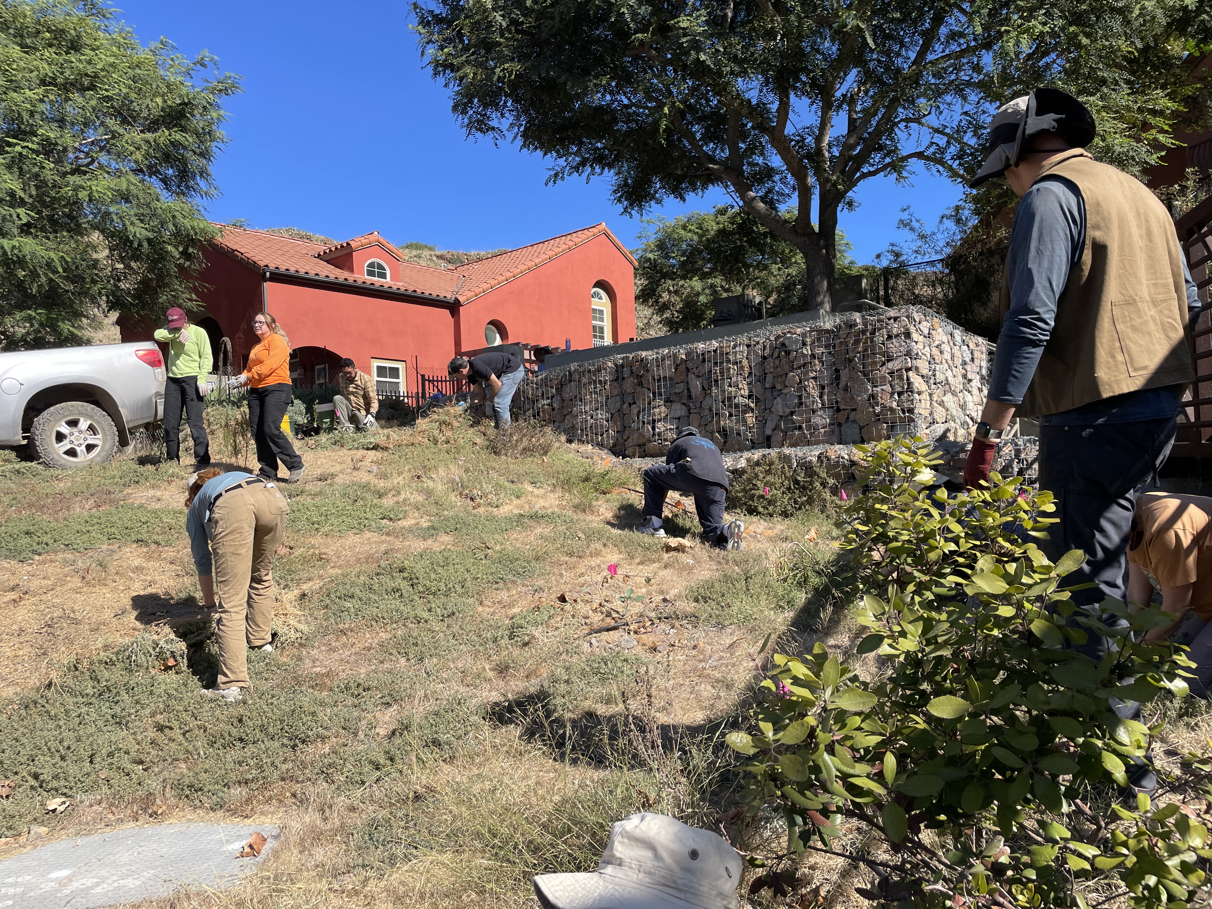 hillside with the saltbush