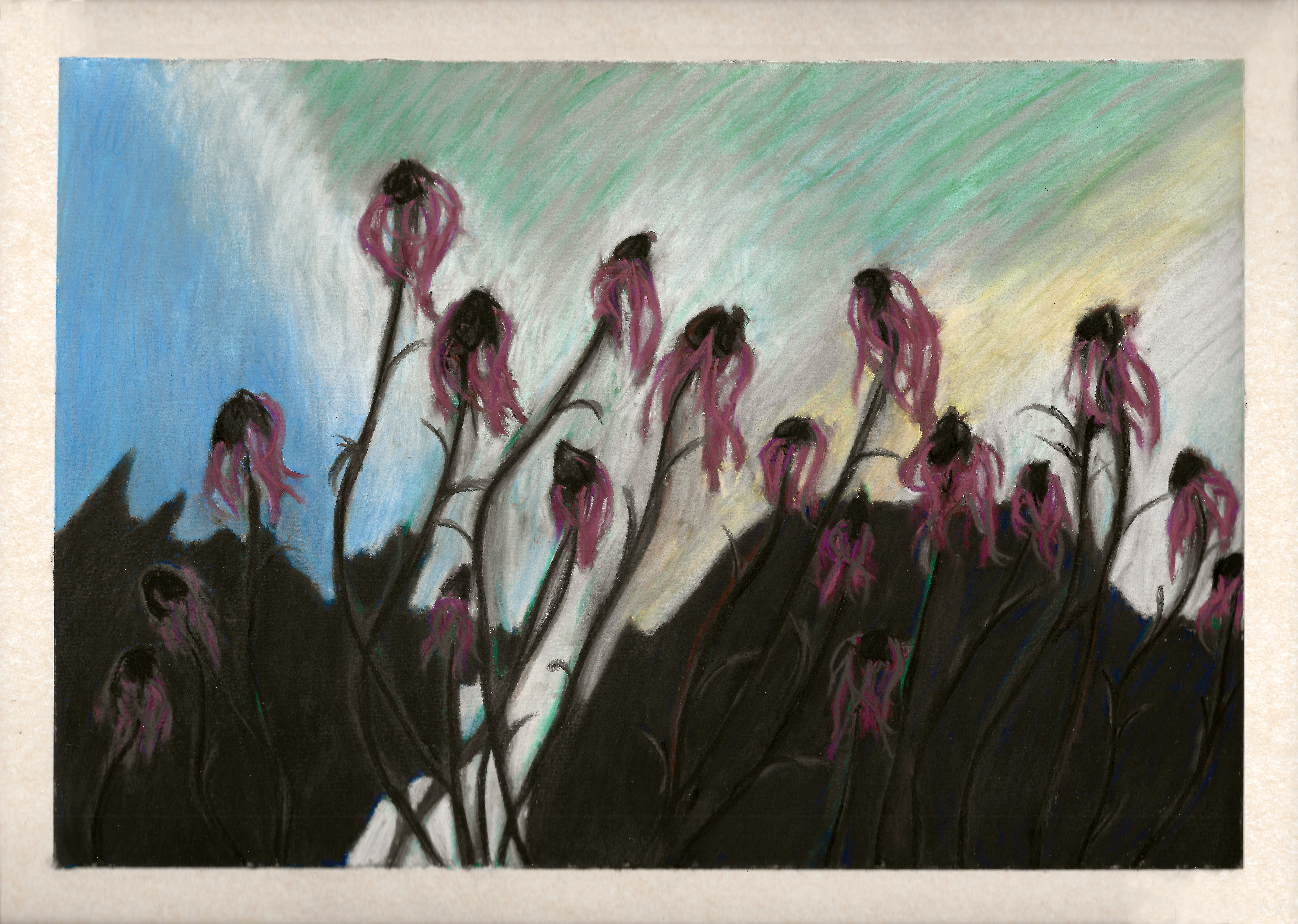 Echinaceal Dusk, 2024, soft pastel on paper, 9 x 12 inches