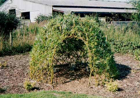 Example of willow dome