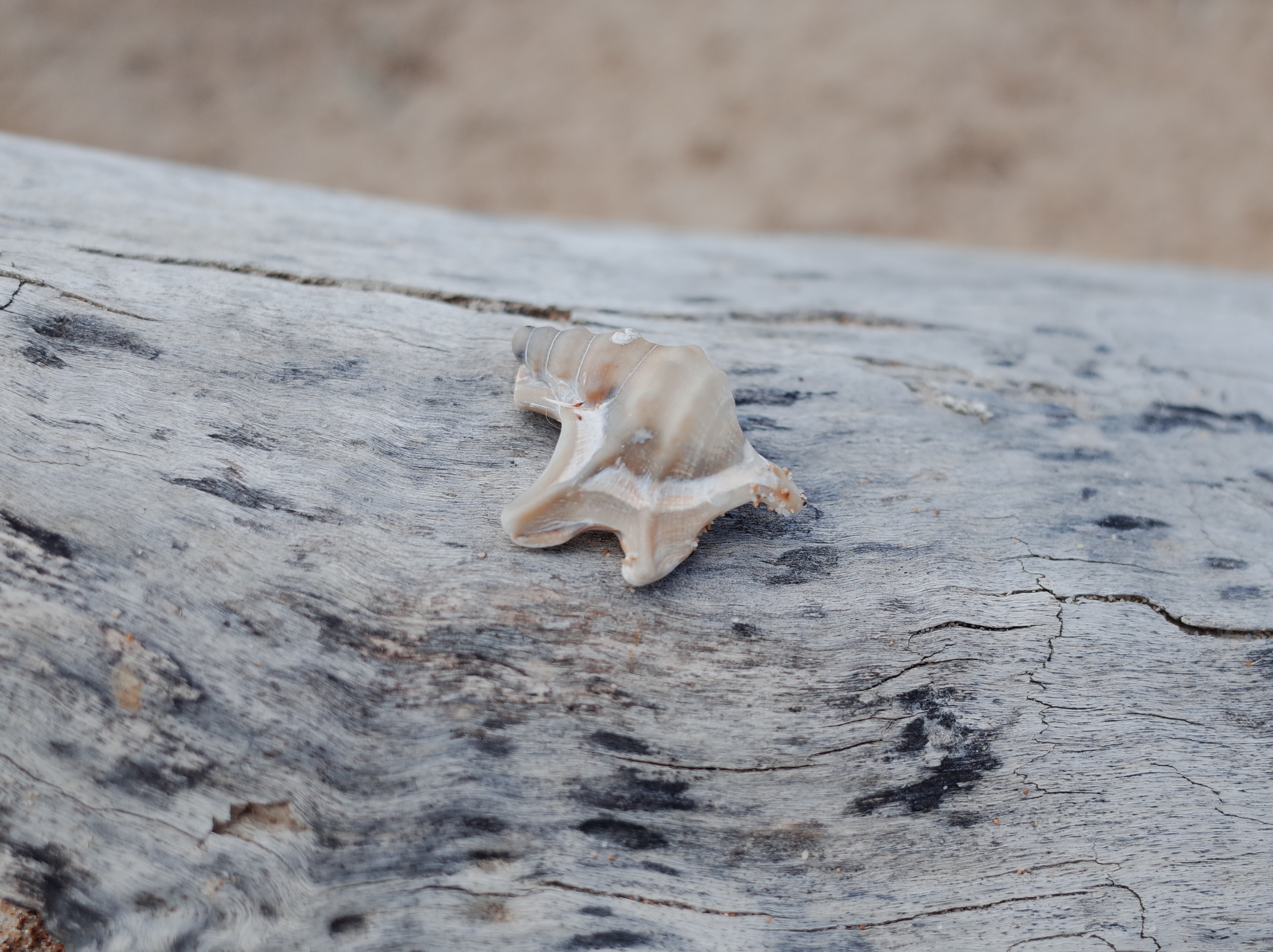 Che si fugge tuttavia, 2023