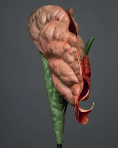 briguitte neidermair