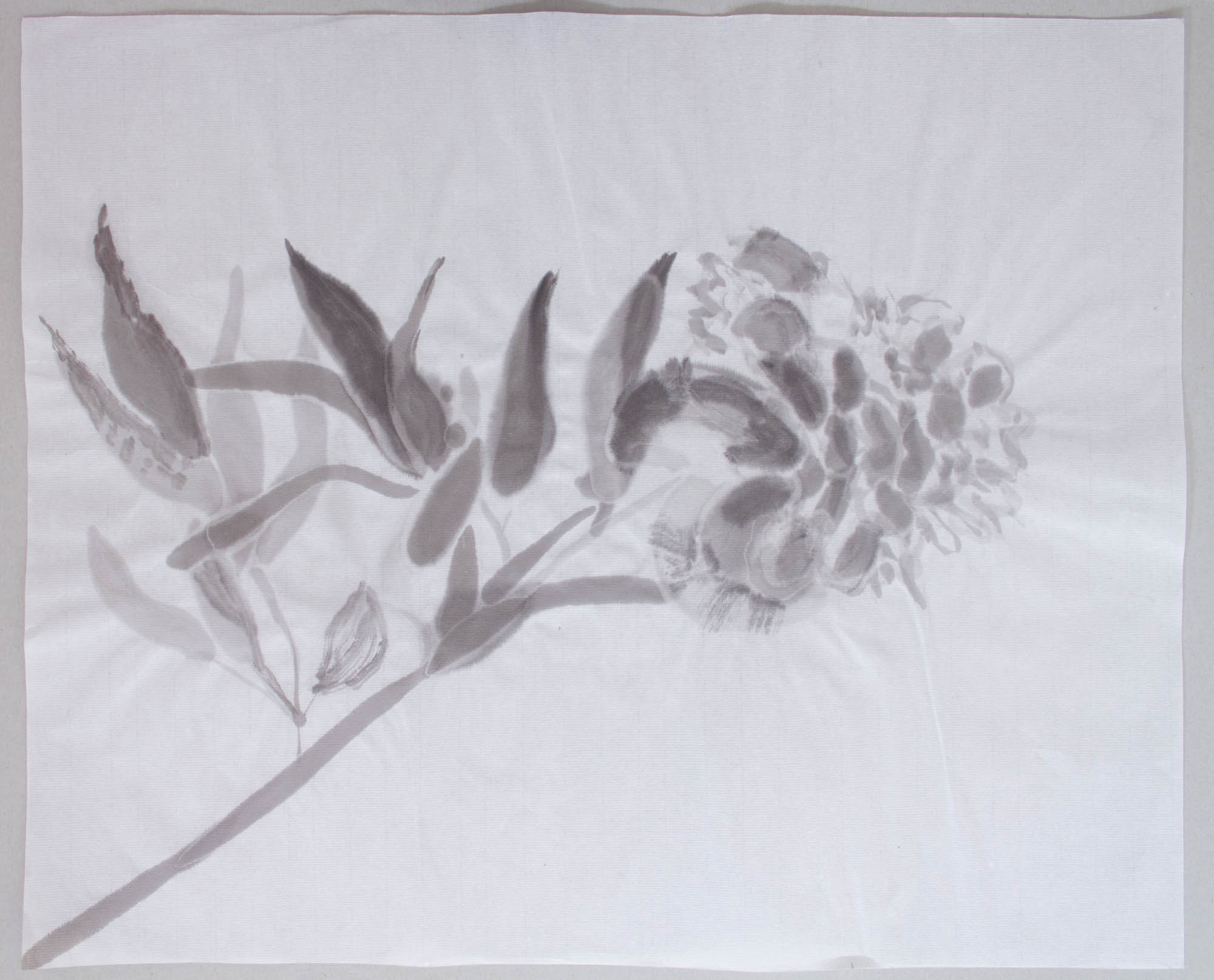 Peony II, Sumi-e, 2018, 37x45cm
