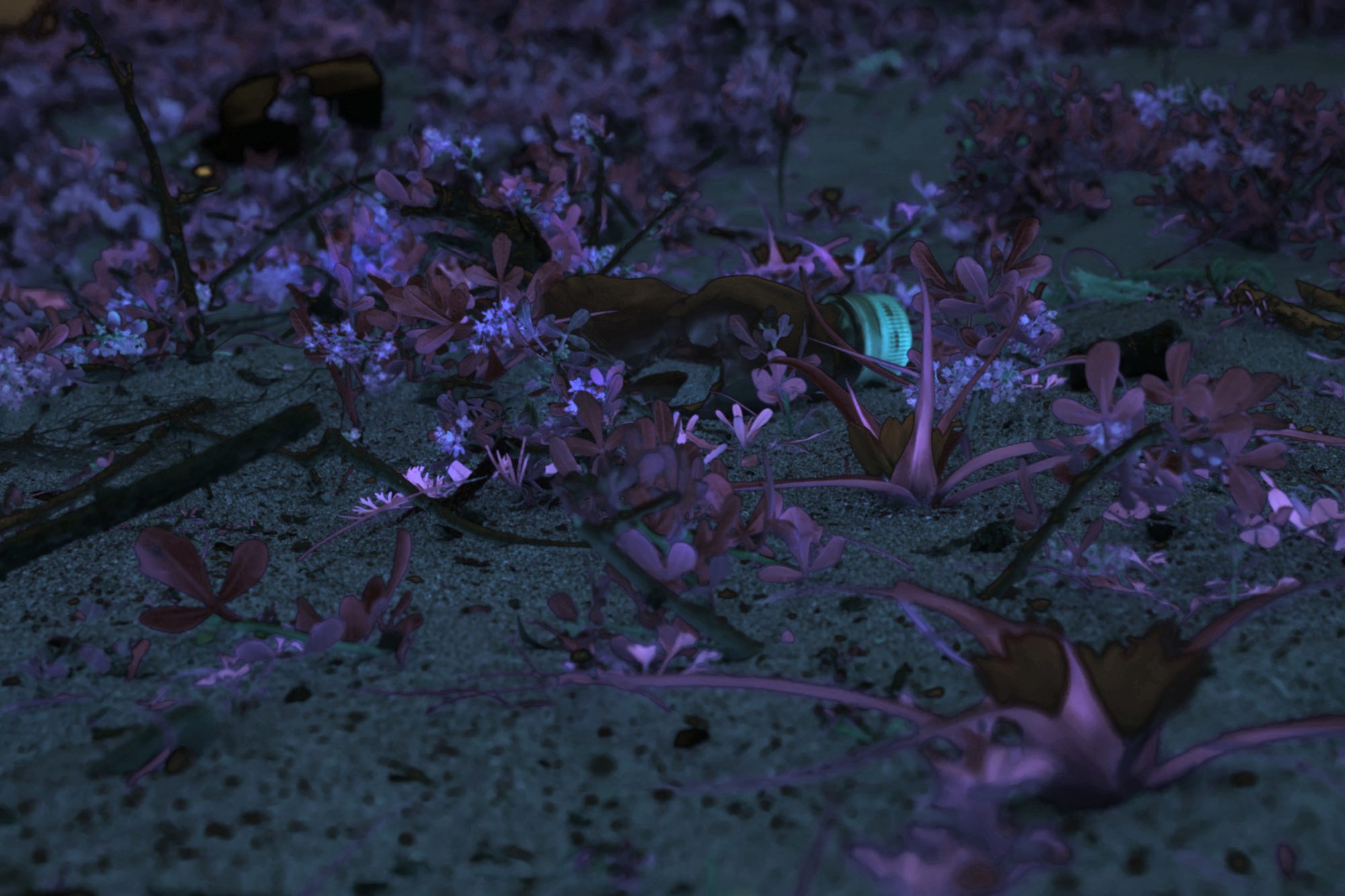 Zsuzsa Benke - Frutti di Mare No 7, 2017, photo print on archival paper 