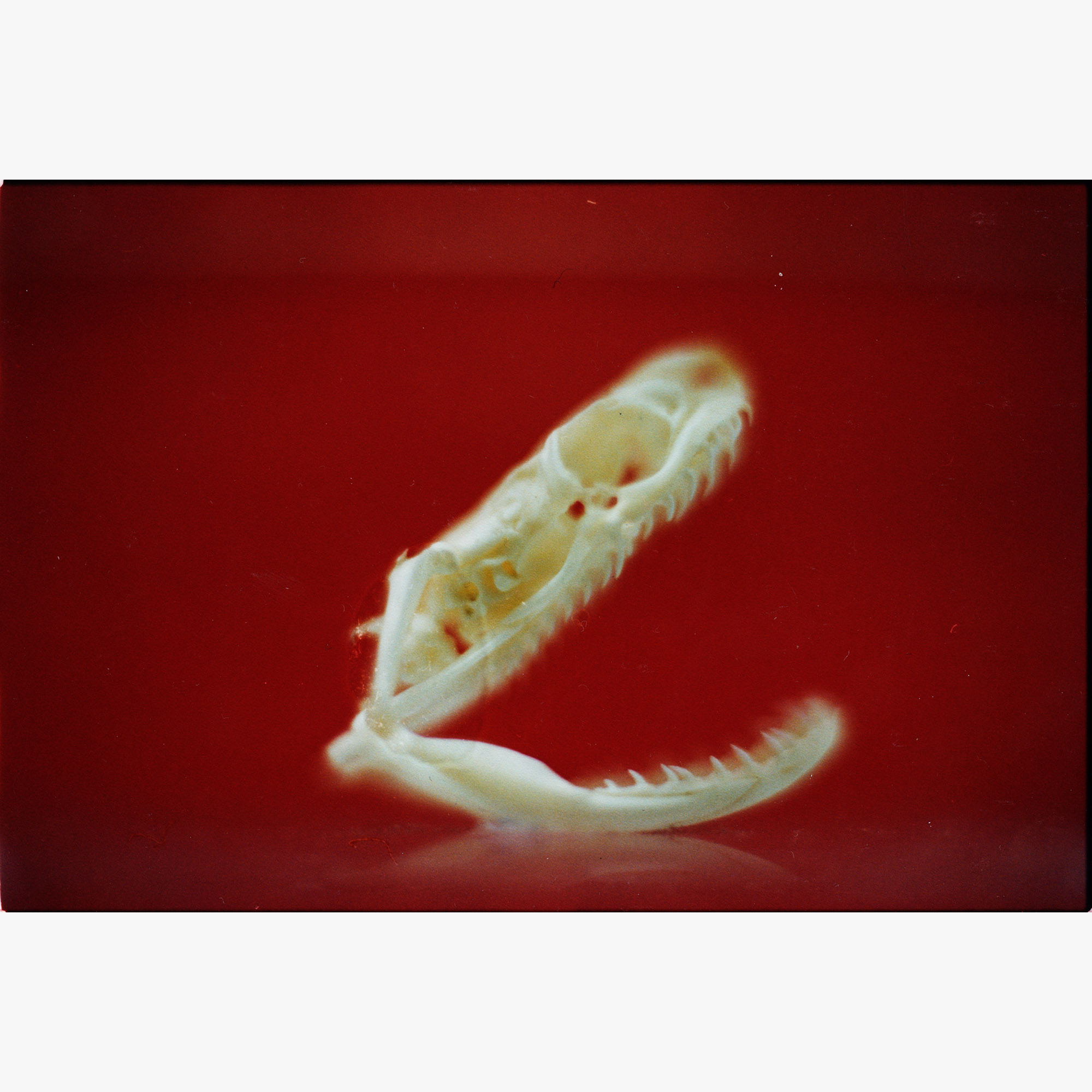 1/4Malayopython reticulatus,สวนงู - สถานเสาวภา สภากาชาดไทย, 2000 (001227_002a)