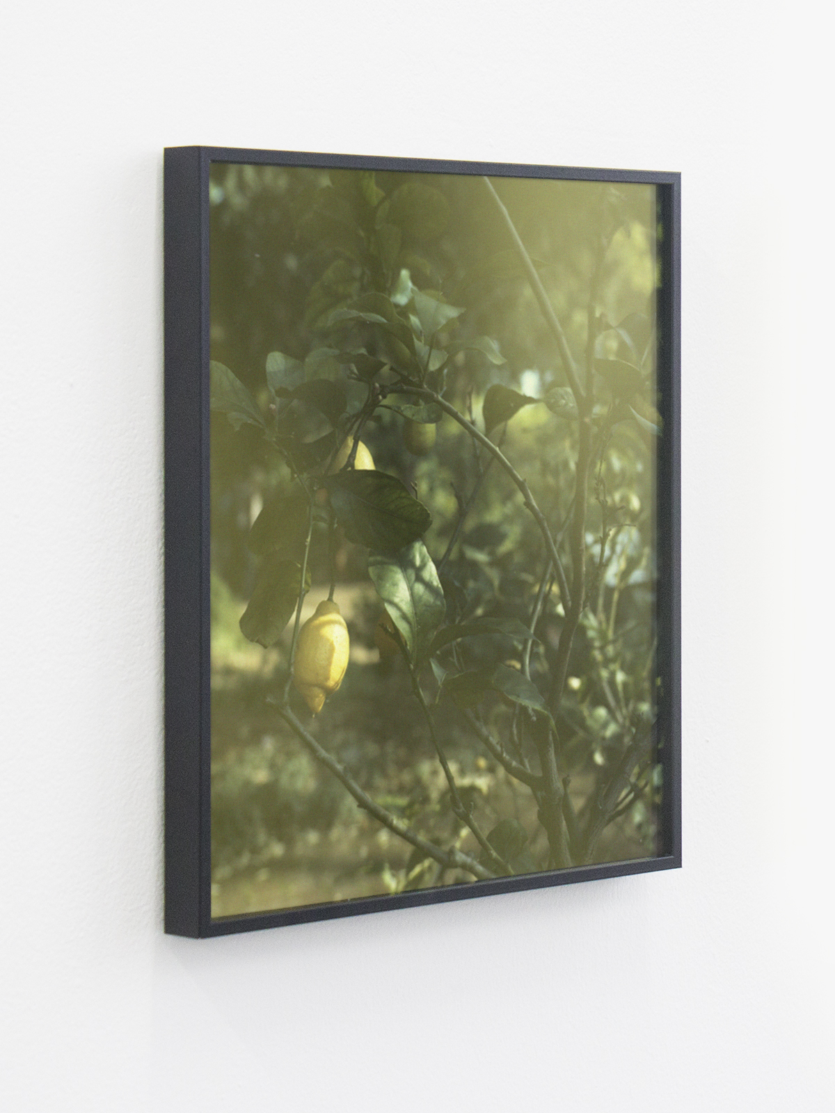 Rob Branigan - Yield I , 2019, Digital C-type print, aluminium frame with tinted perspex