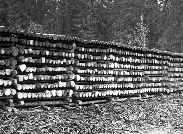 Kuorittua kuitupuuta ristikolla palstatien varressa. "Nokia Oy:n varastoa." (alkuperäinen teksti). by Aulis E. Hakkarainen - Lusto - The Finnish Forest Museum, Finland - CC BY.
