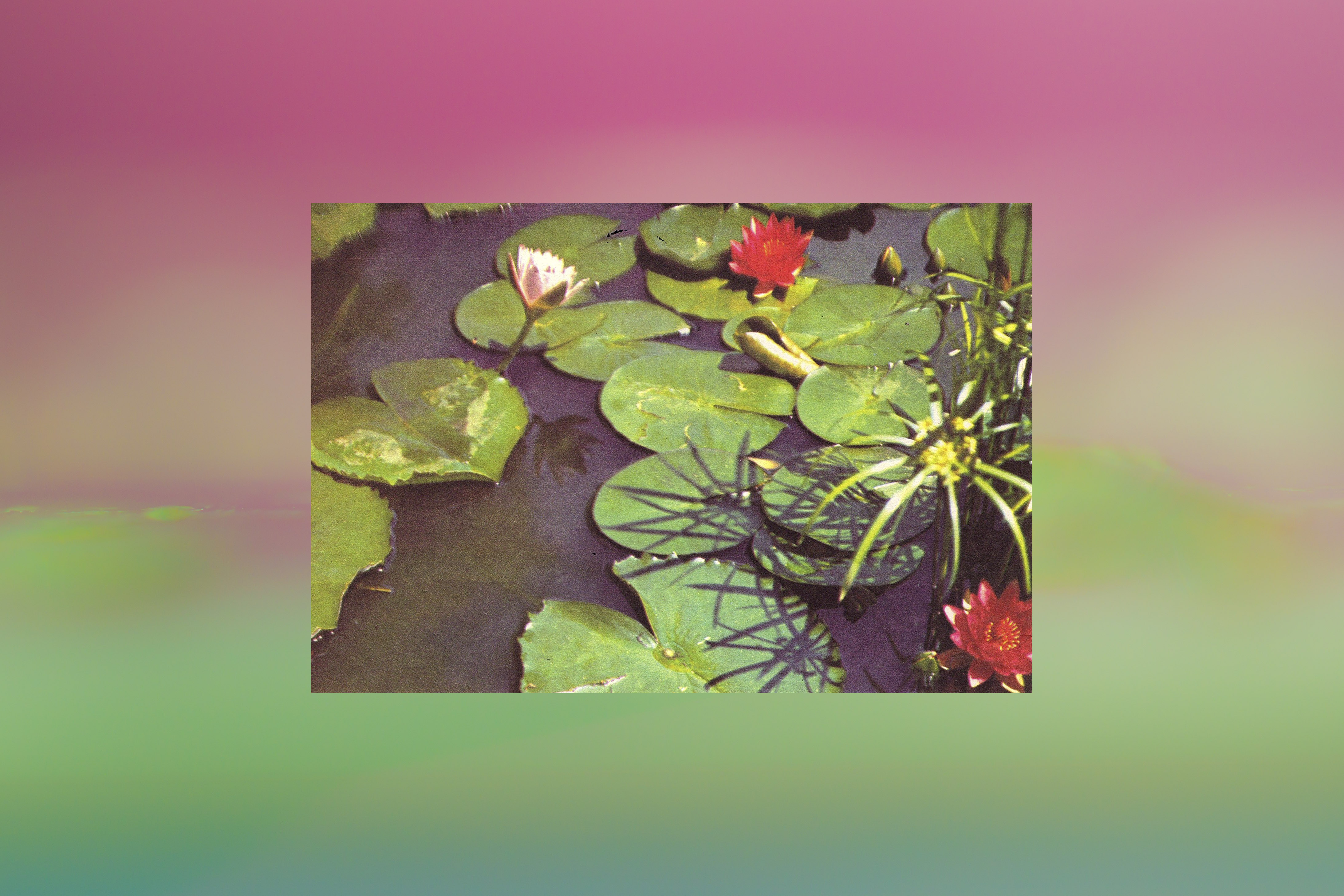 Pond, 2023, giclée print, 75 x 50 cm