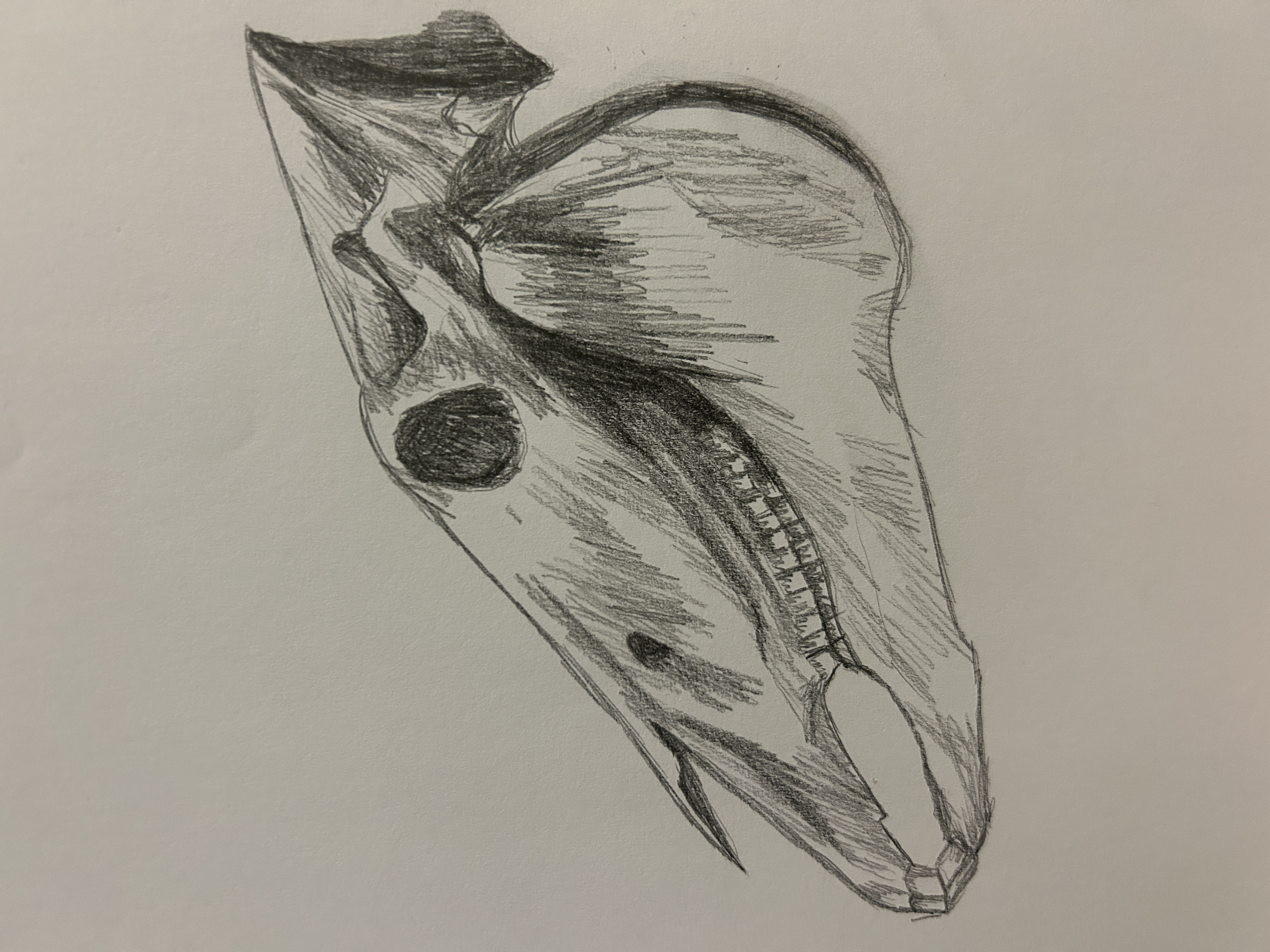 skeletal study, graphite on paper, 11x15, 2023