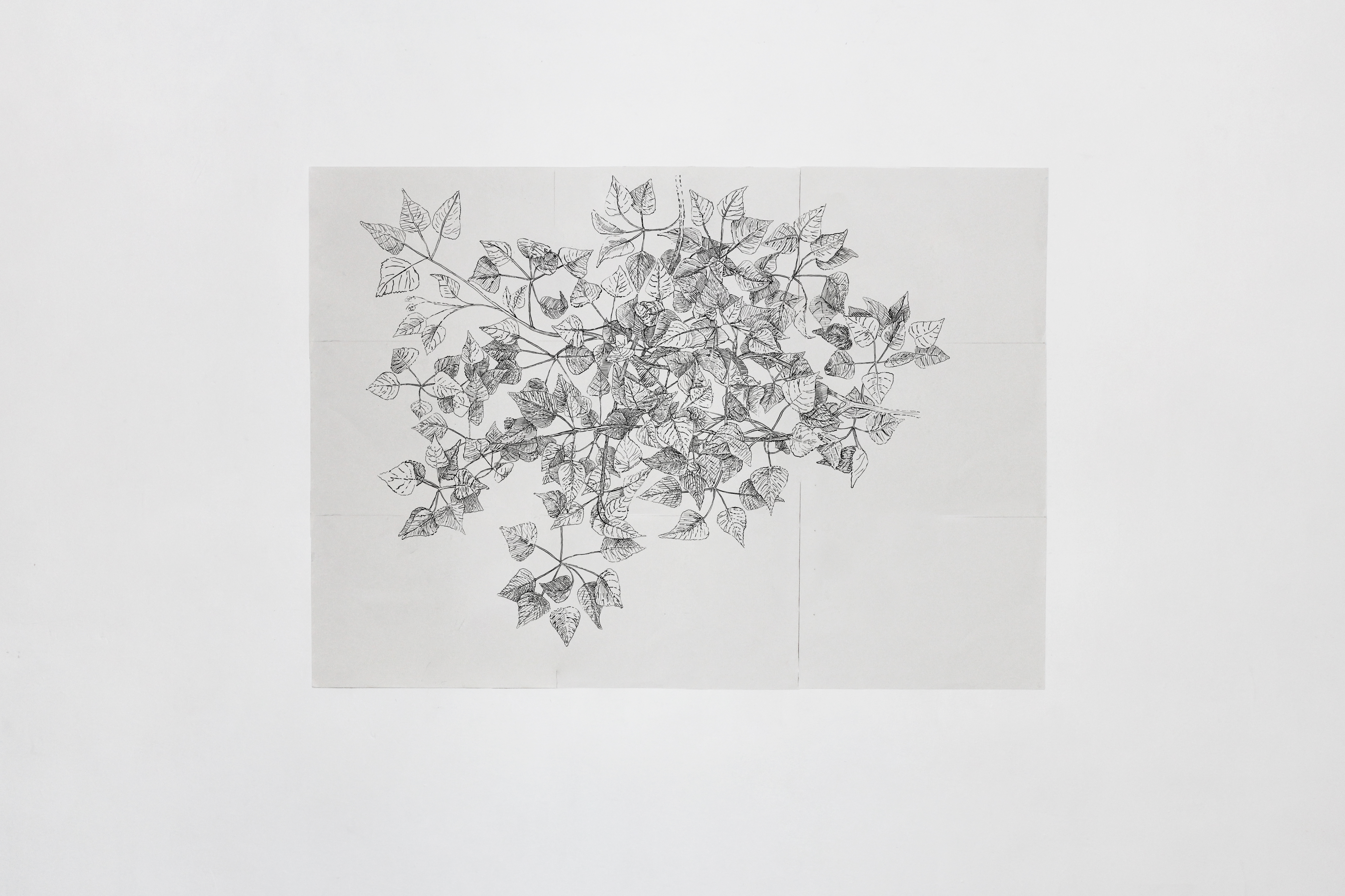 Black Poplar Leaves, ink on paper 594 x 420 mm - Buckinghamshire County Museum