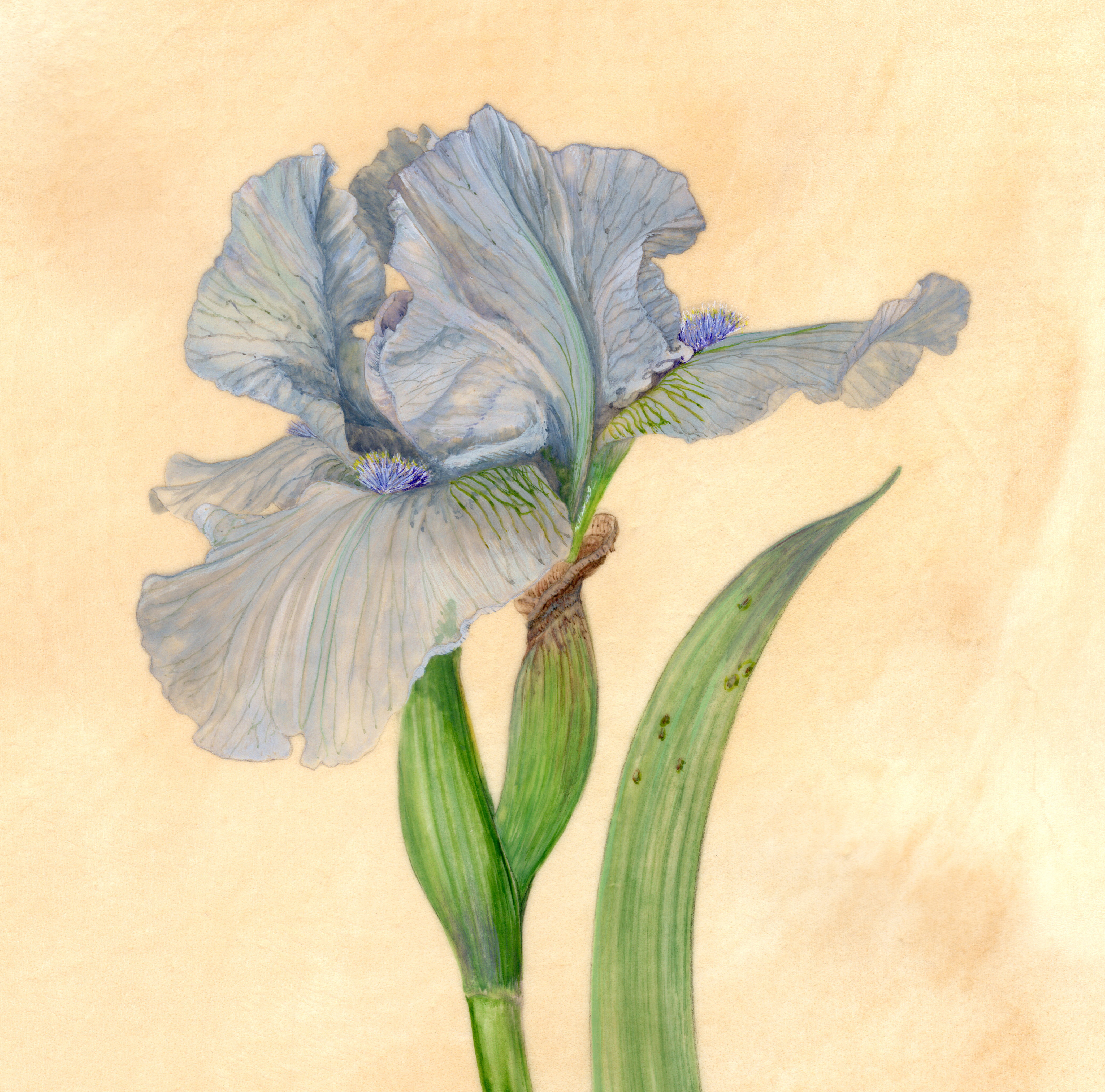 Iris D'Arcy Blue