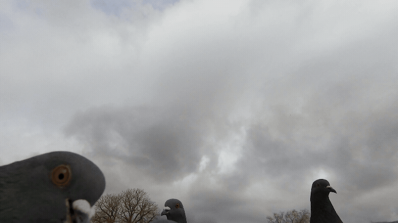 giffgaff Project
