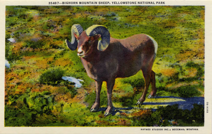 Postcard