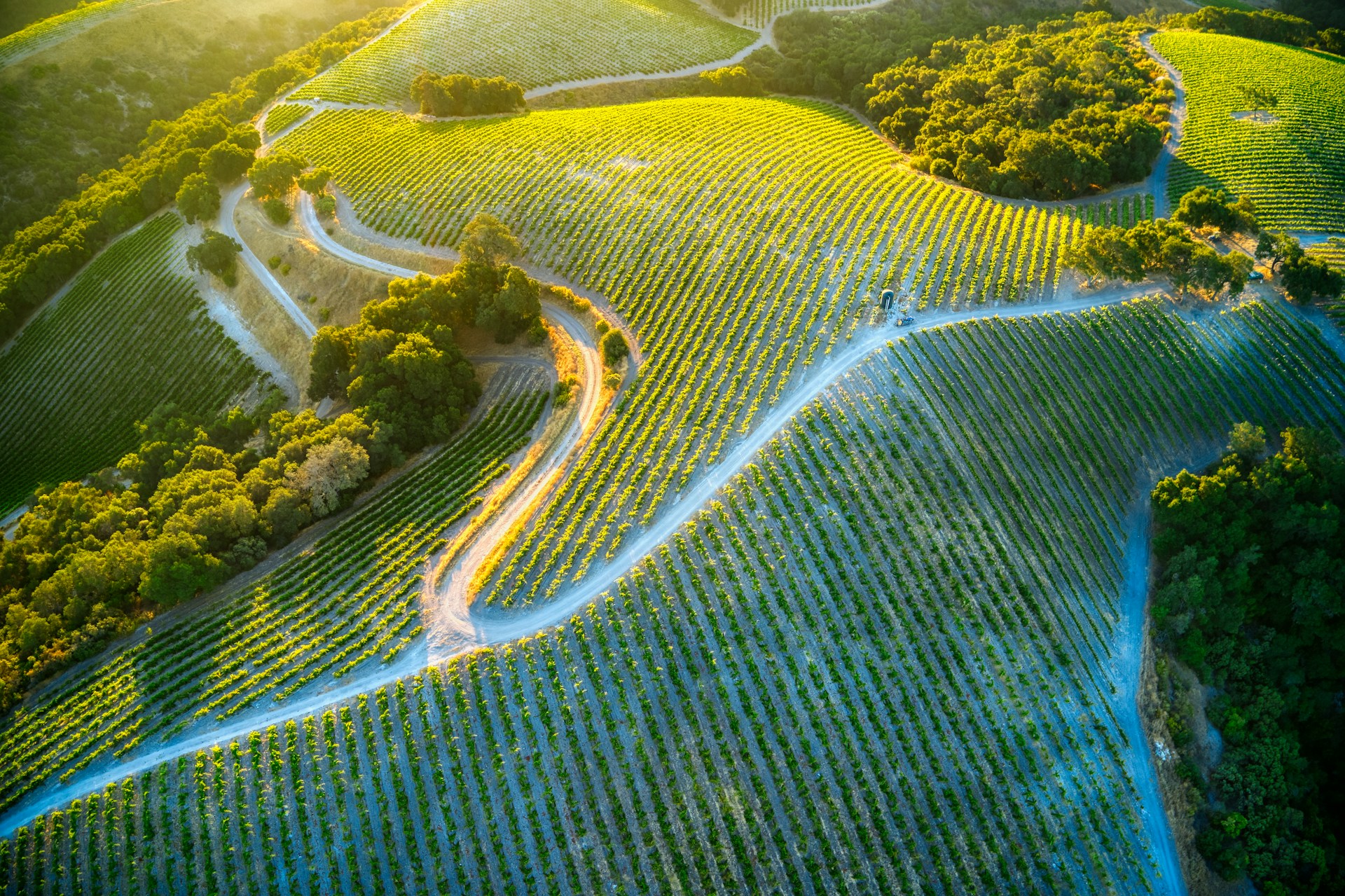 Vineyards
