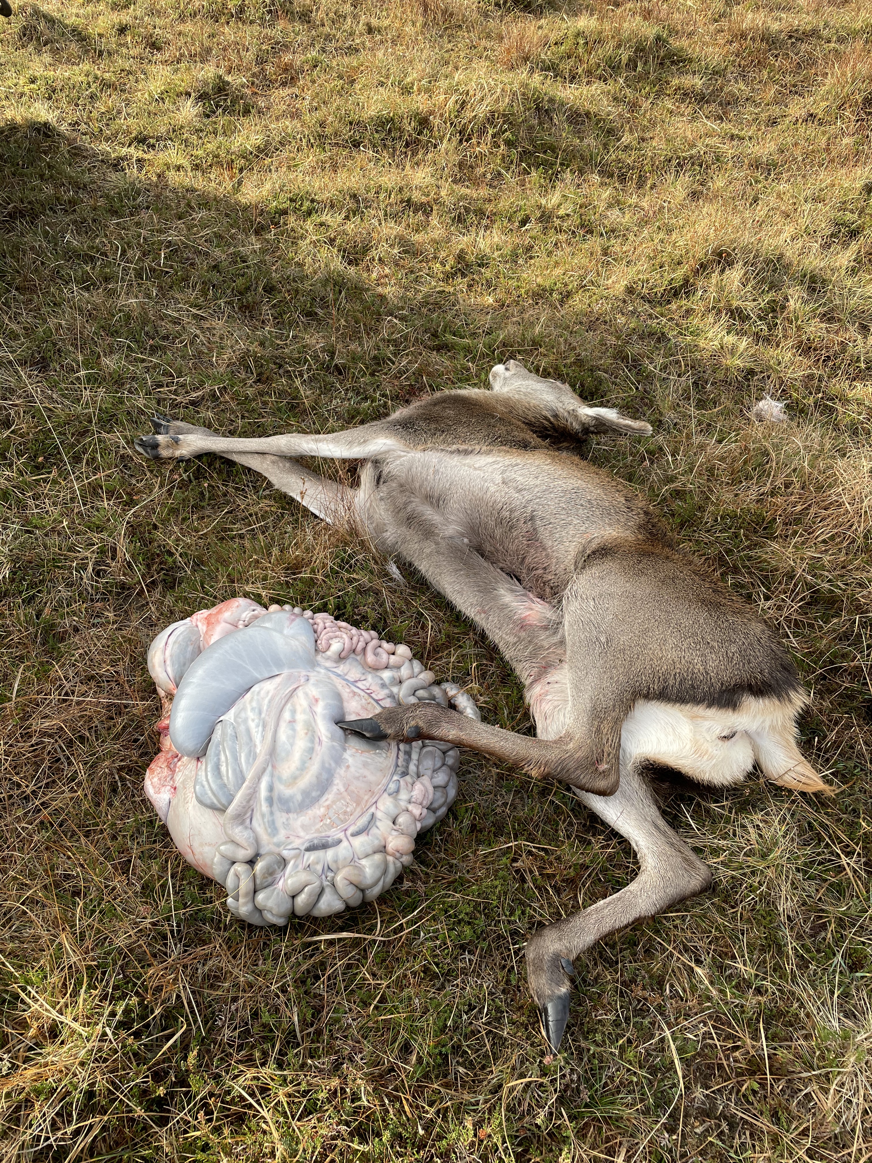 Deer 1