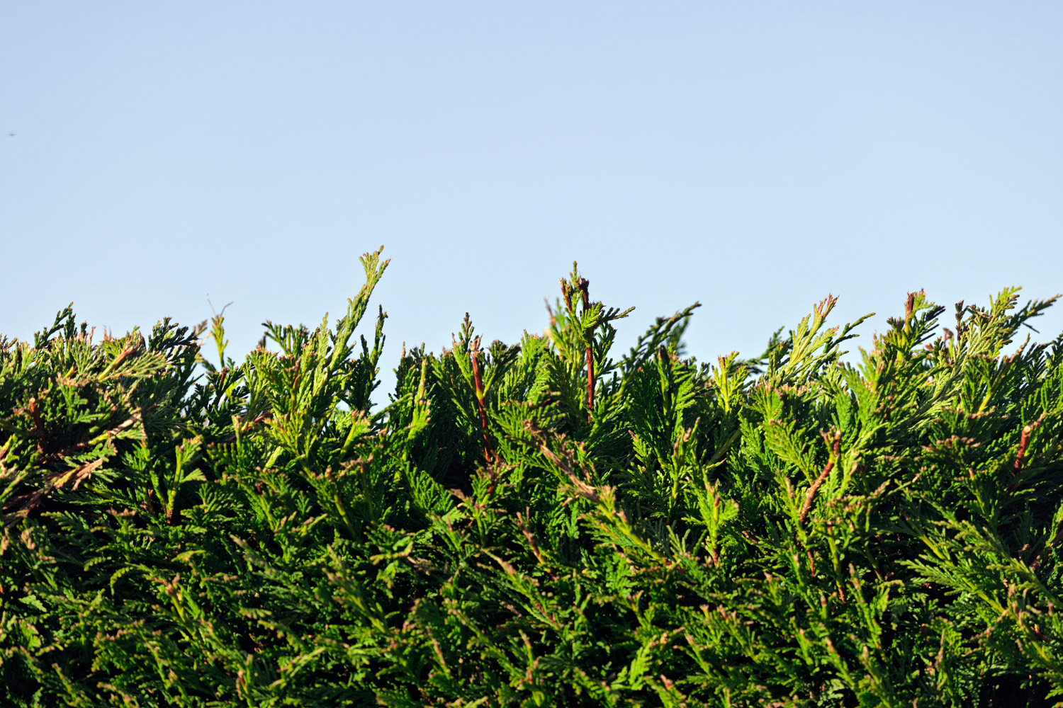 Blue:Green Image