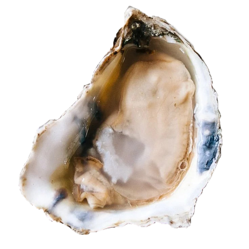 oyster