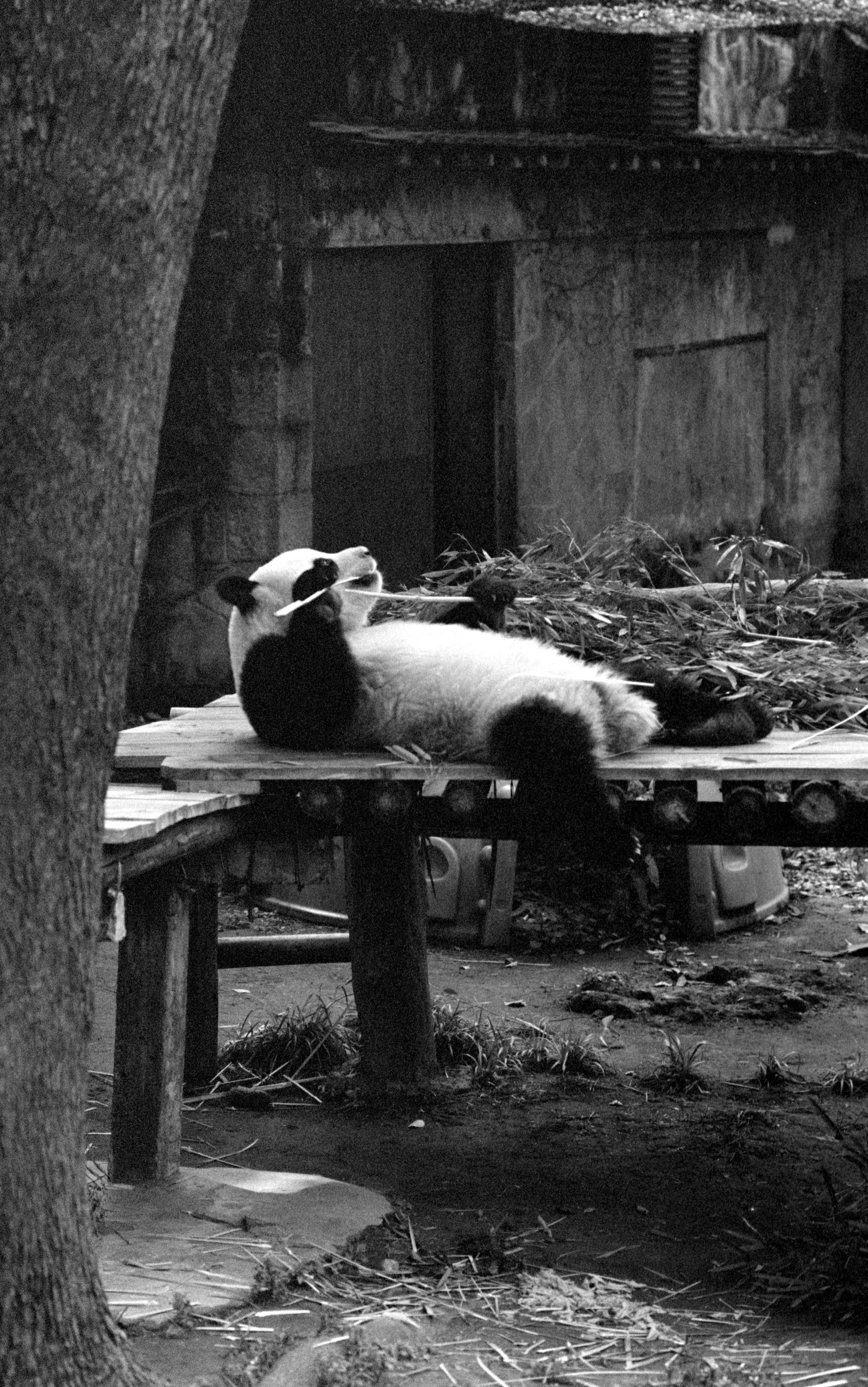 Panda