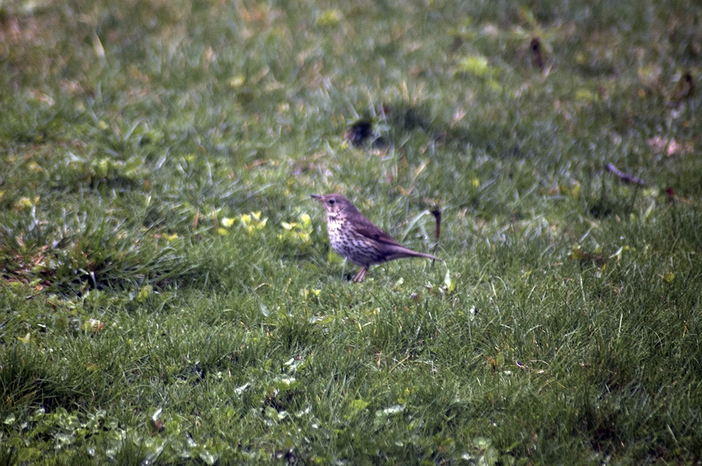 05.04.2020, Orta Bahçe