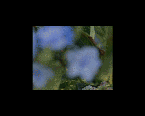 “BushRoses