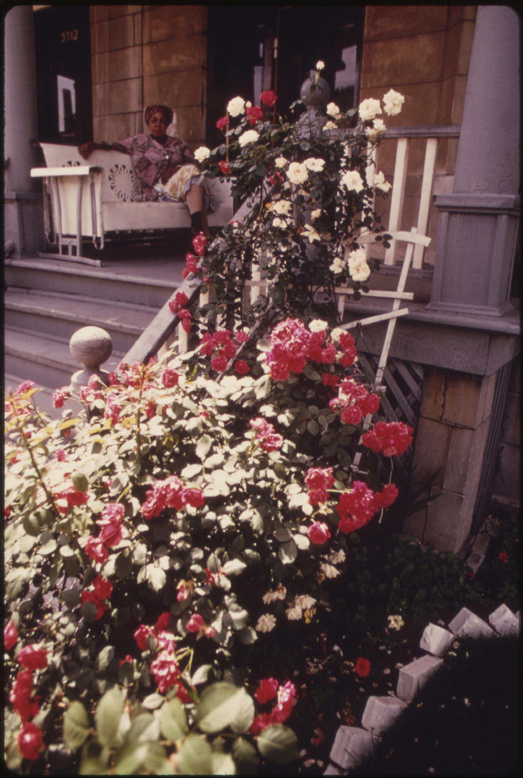 Black woman sits on a porch swing on Chicago’s West Side and surveys her rose garden. She is one of nearly 1.2 million of her race who make up more than one third of Chicago’s population. She lives in an area which was hard hit by riots and fires during the mid and late 1960s. The 1970 census noted that 22 to 29 percent of the area’s residents lived below the official poverty level, June 1973.