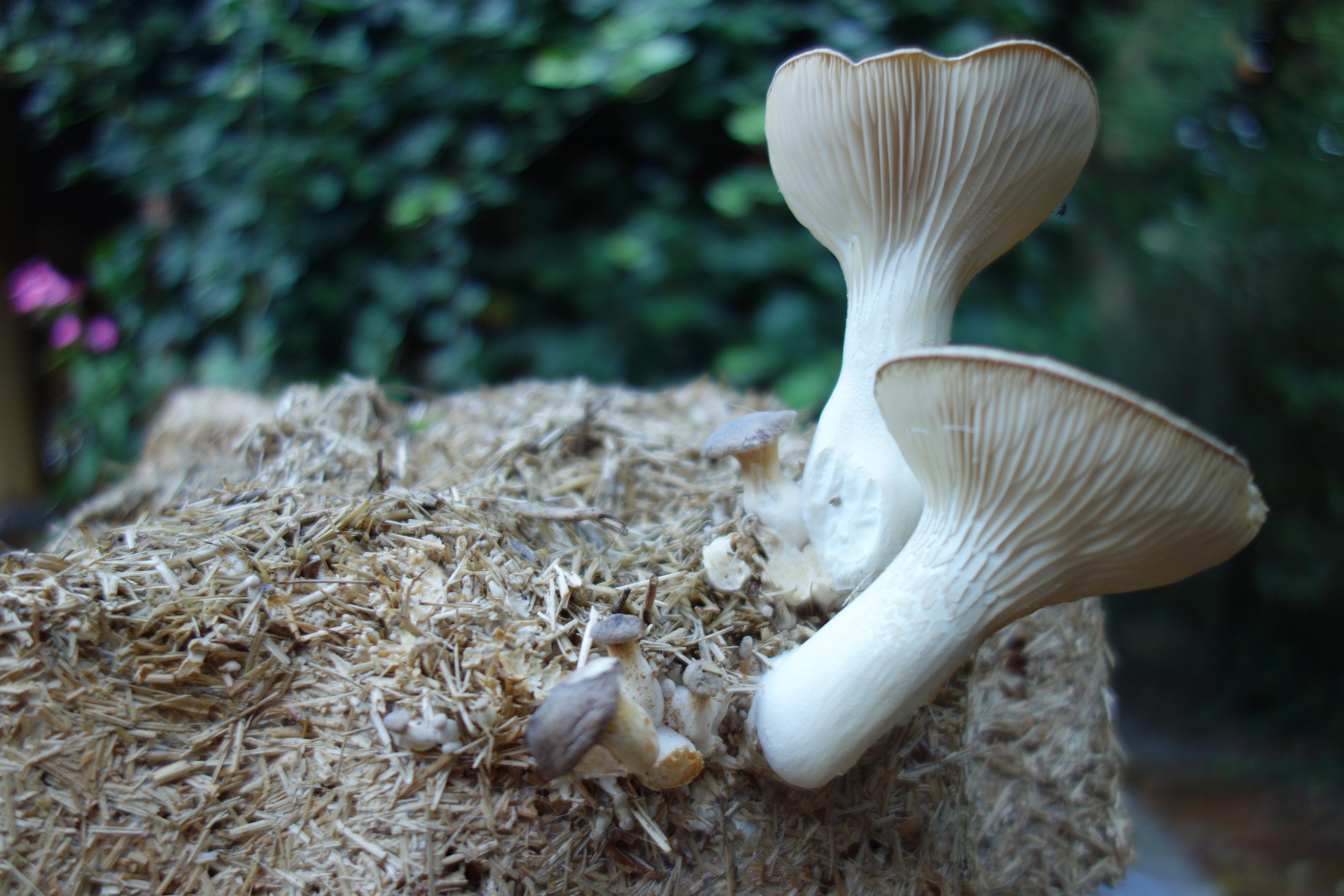 How to grow Oyster Mushrooms on straw and substrates