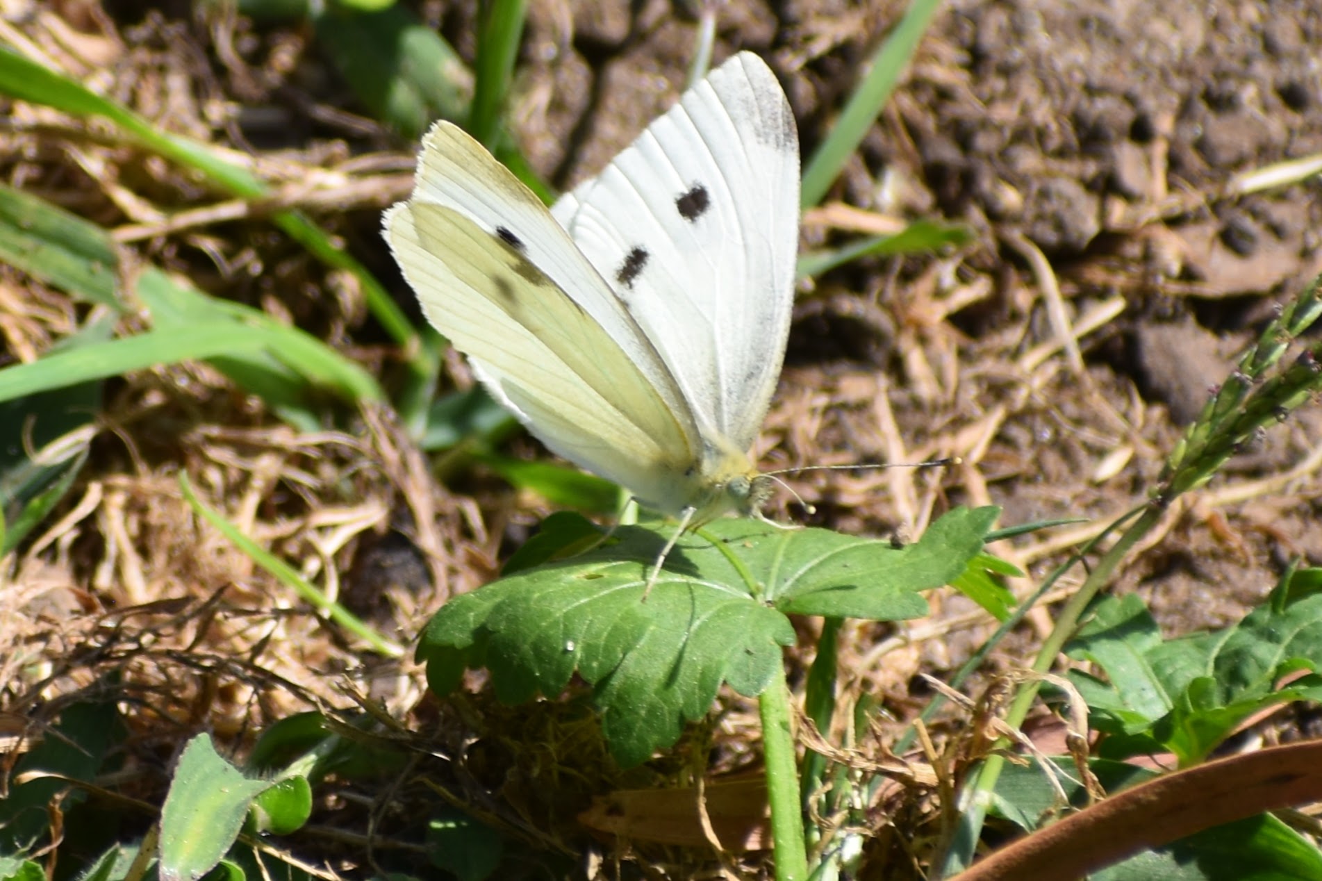 Cabbage White