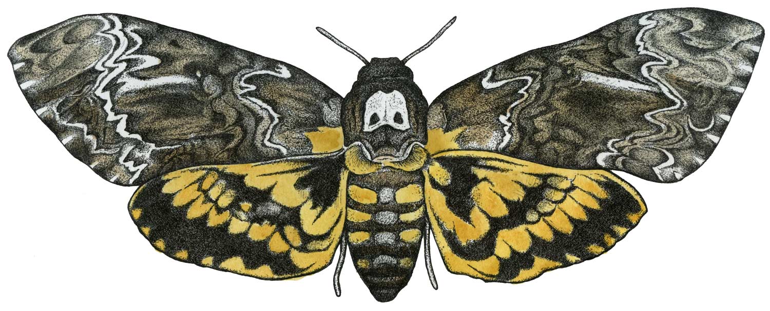 Deaths Head Moth