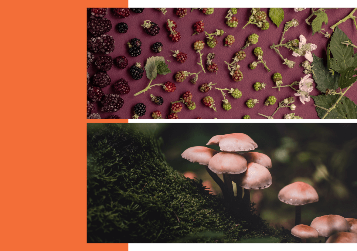 An image of mushrooms and an image of berries placed over an orange rectangle