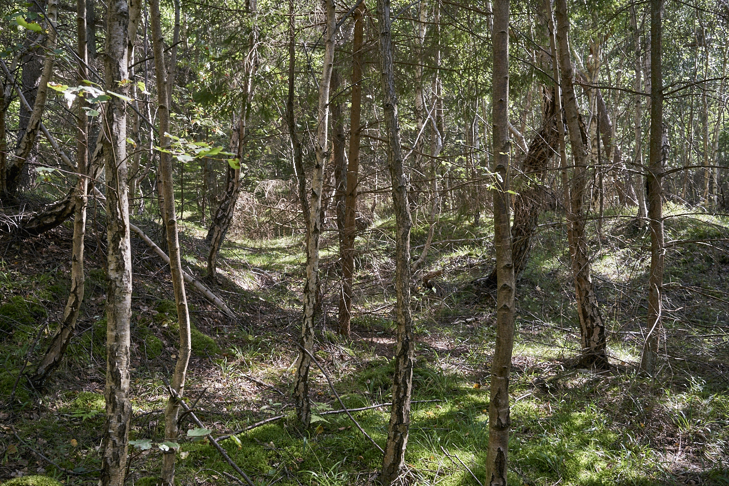 2016 Troldeskoven Danemark