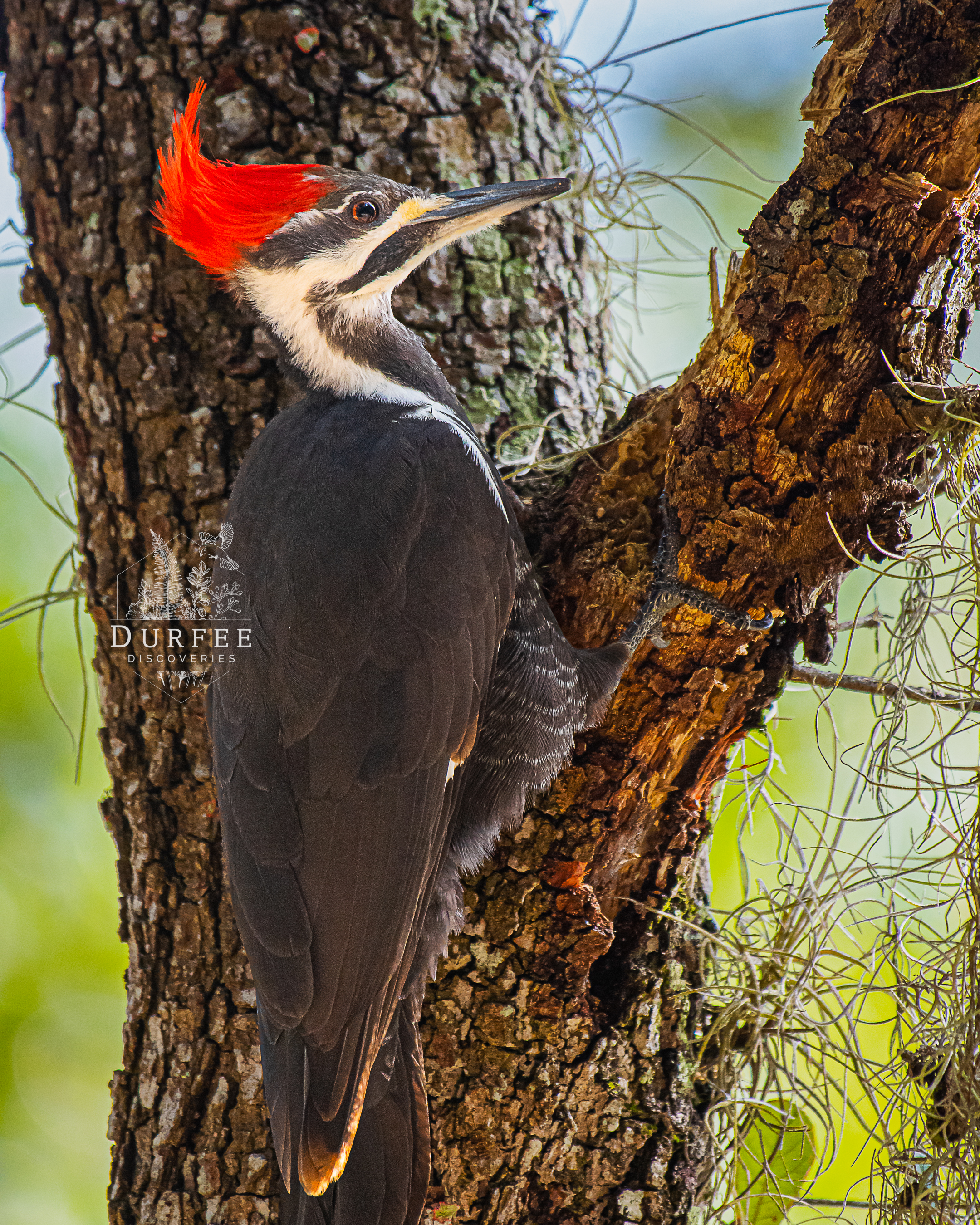 Pileated Woodpecker - Palm Harbor, FL