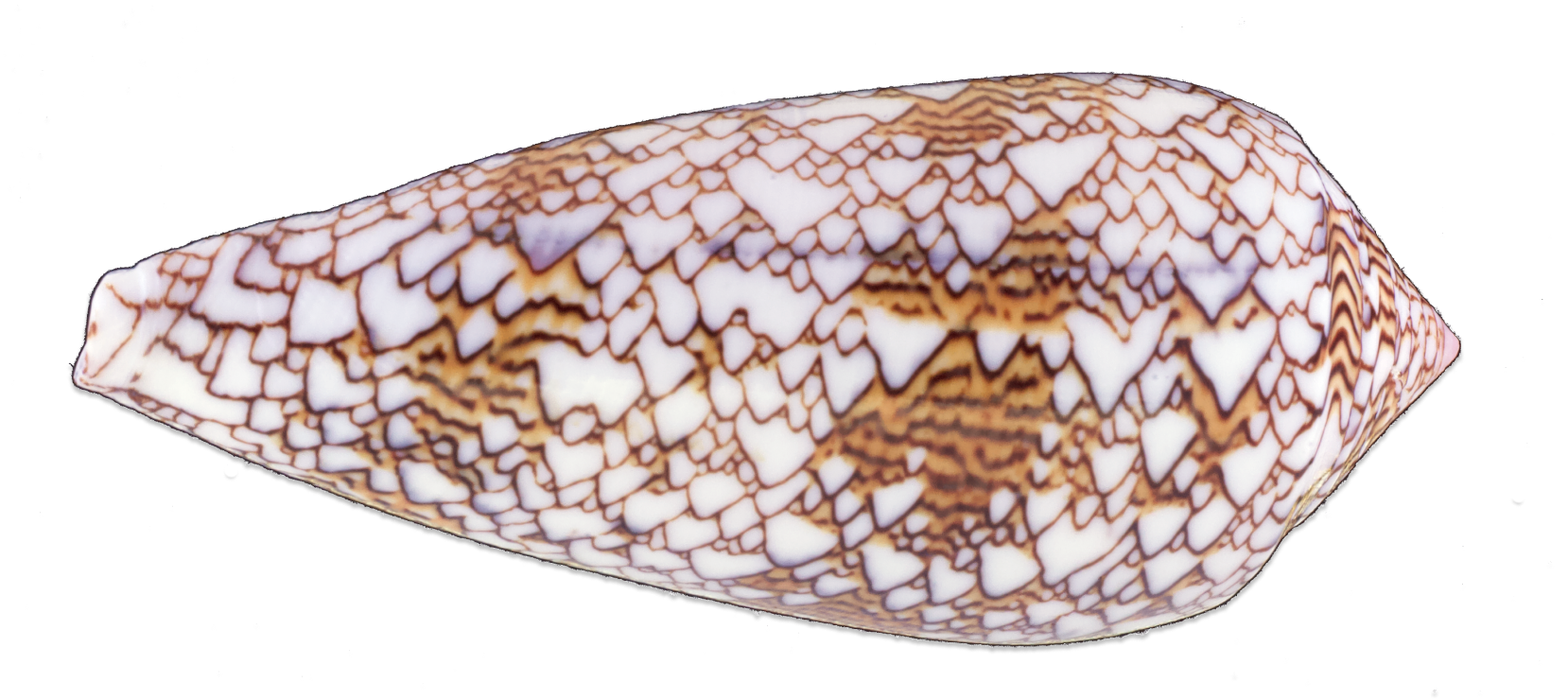 MuShellMusic Of The Shells