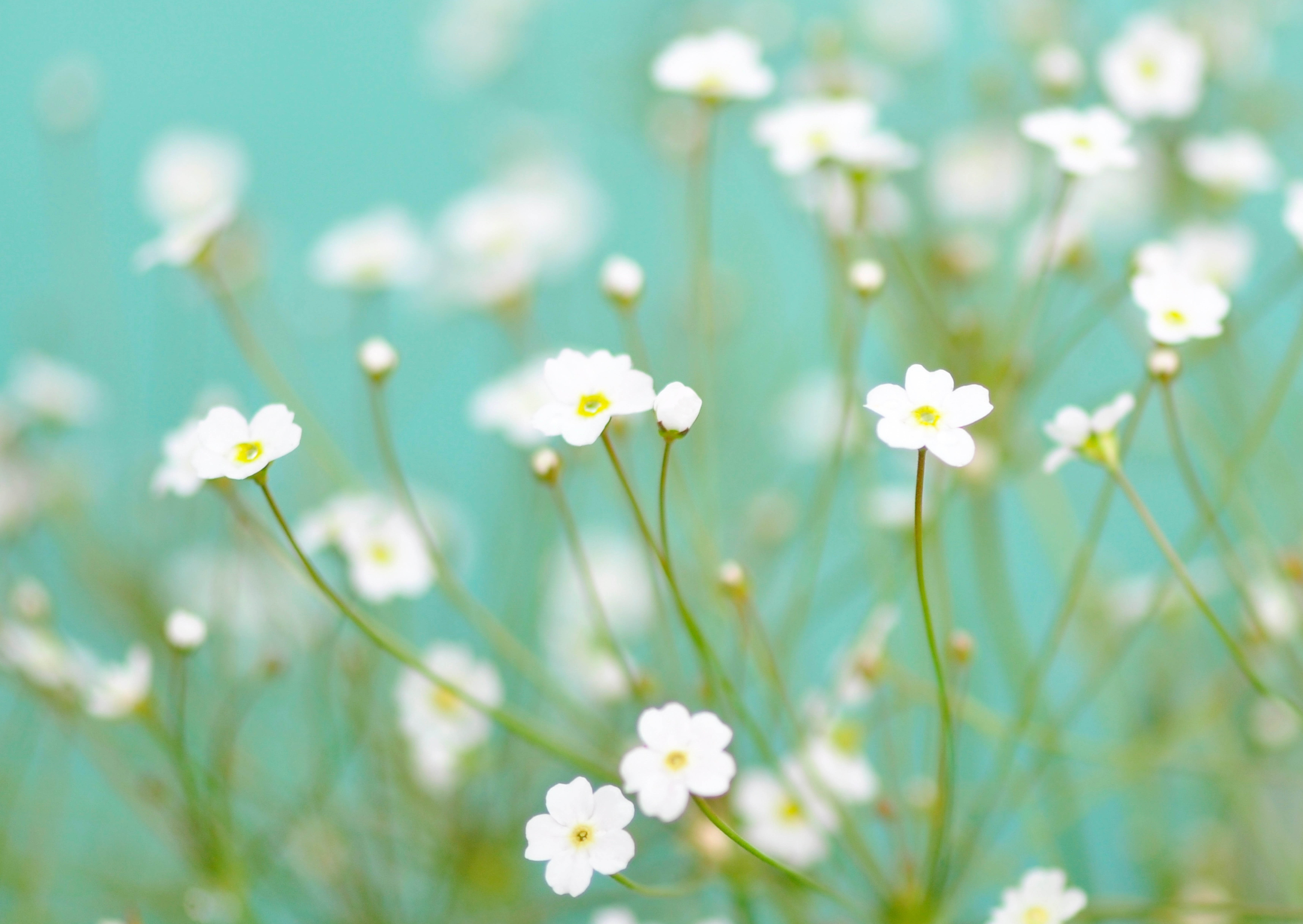 Nr. 300 Androsace septentrionalis / Nord.Mannsschild