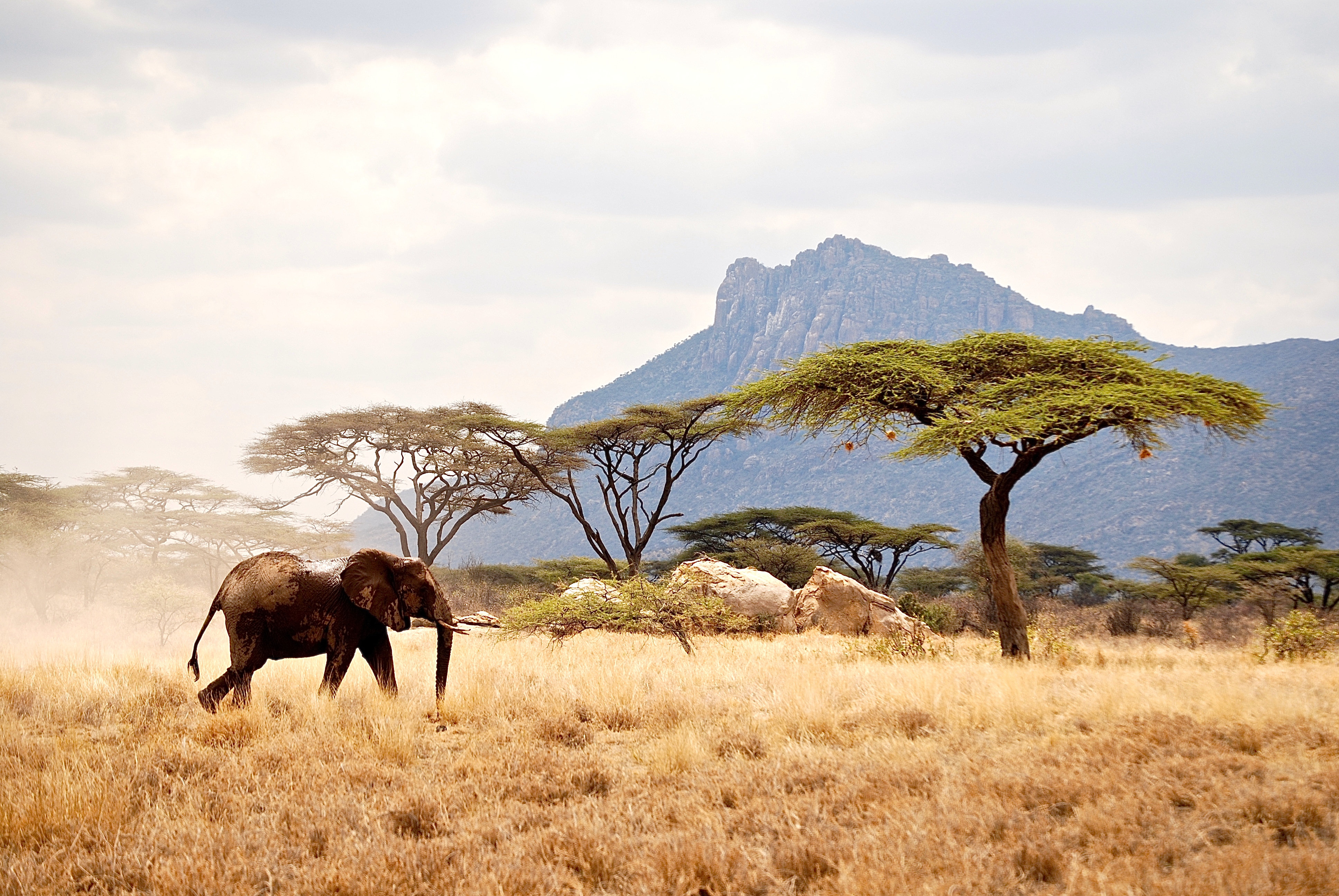 Bull Elephant // Amboseli National Park, Kenya