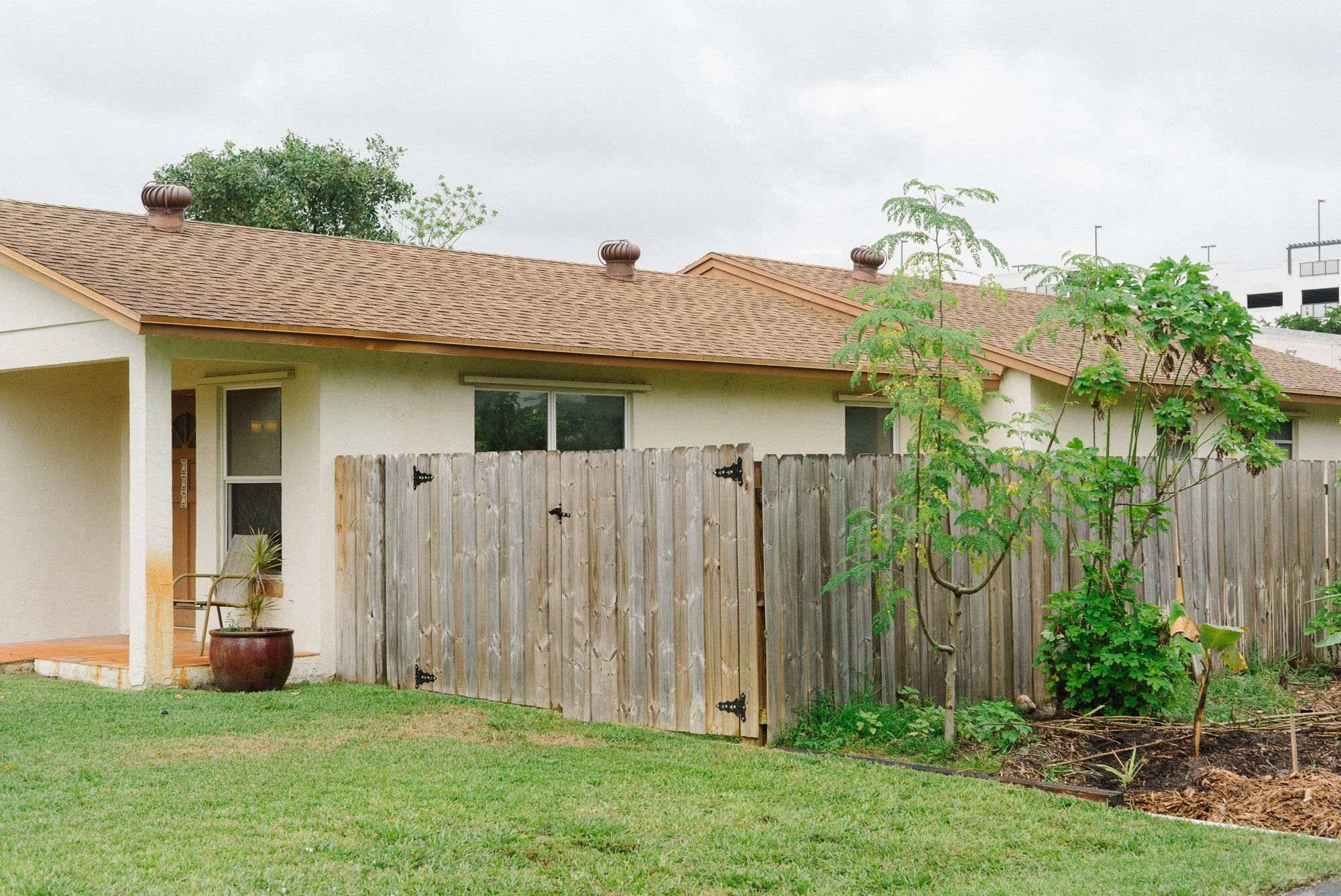 Moringa, mexican sunflower, pineapple, and banana trees are a few of the species planted in the neighbor's yard.