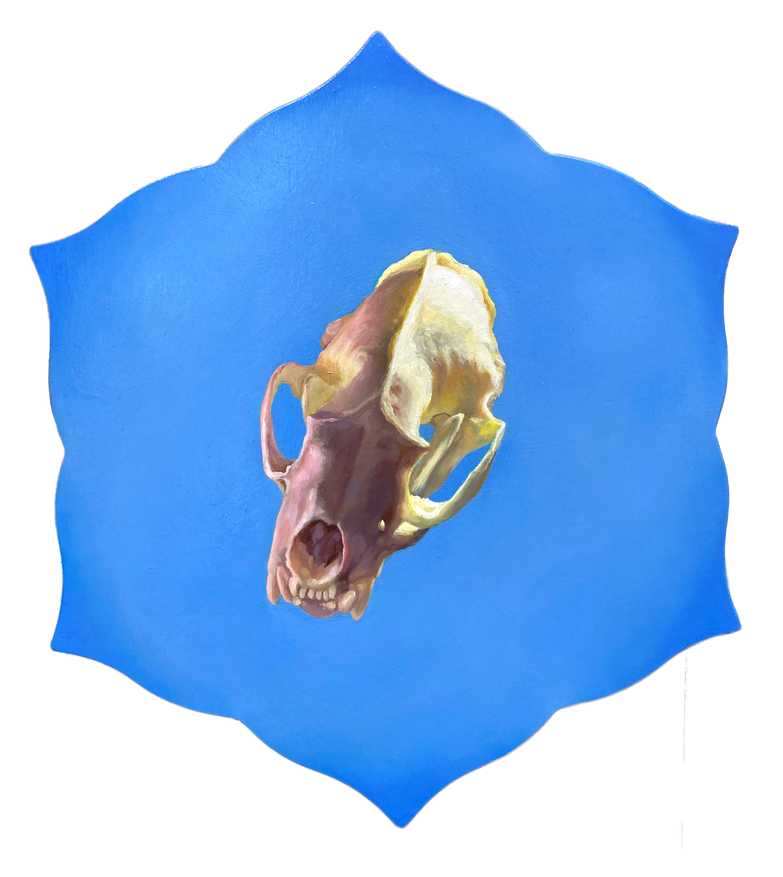 Color Skull on Dahlia, 8.75" x 10”, Oil on Wood Panel 