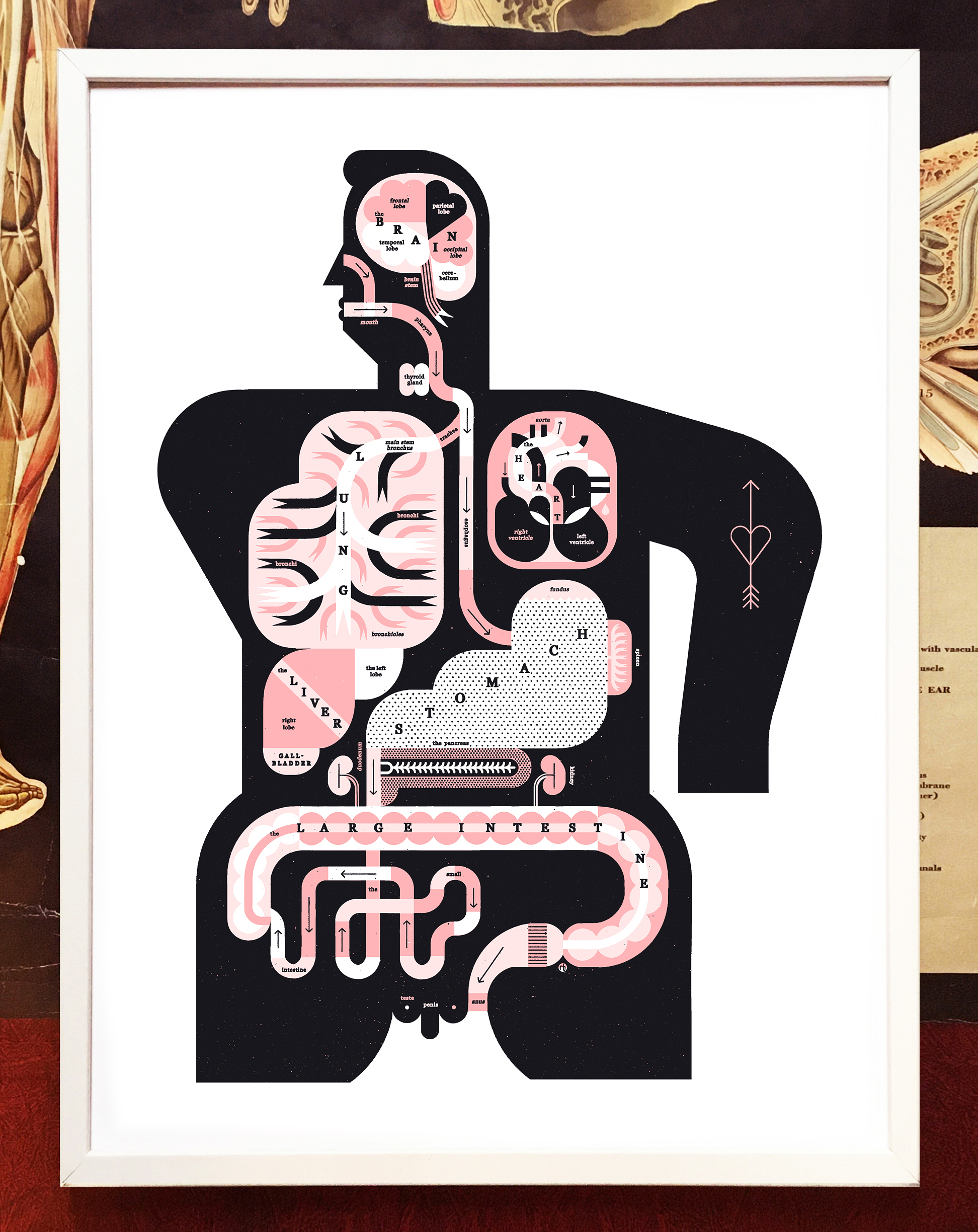 Pink, black, and white scientific illustration of the male body.