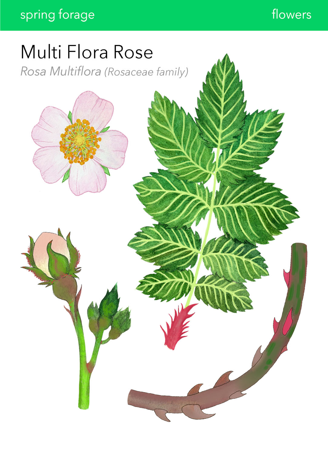 Multiflora Rose in Wild Food Foraging in Your BackyardDigital Print, 2022, 6.5x9&rdquo; 