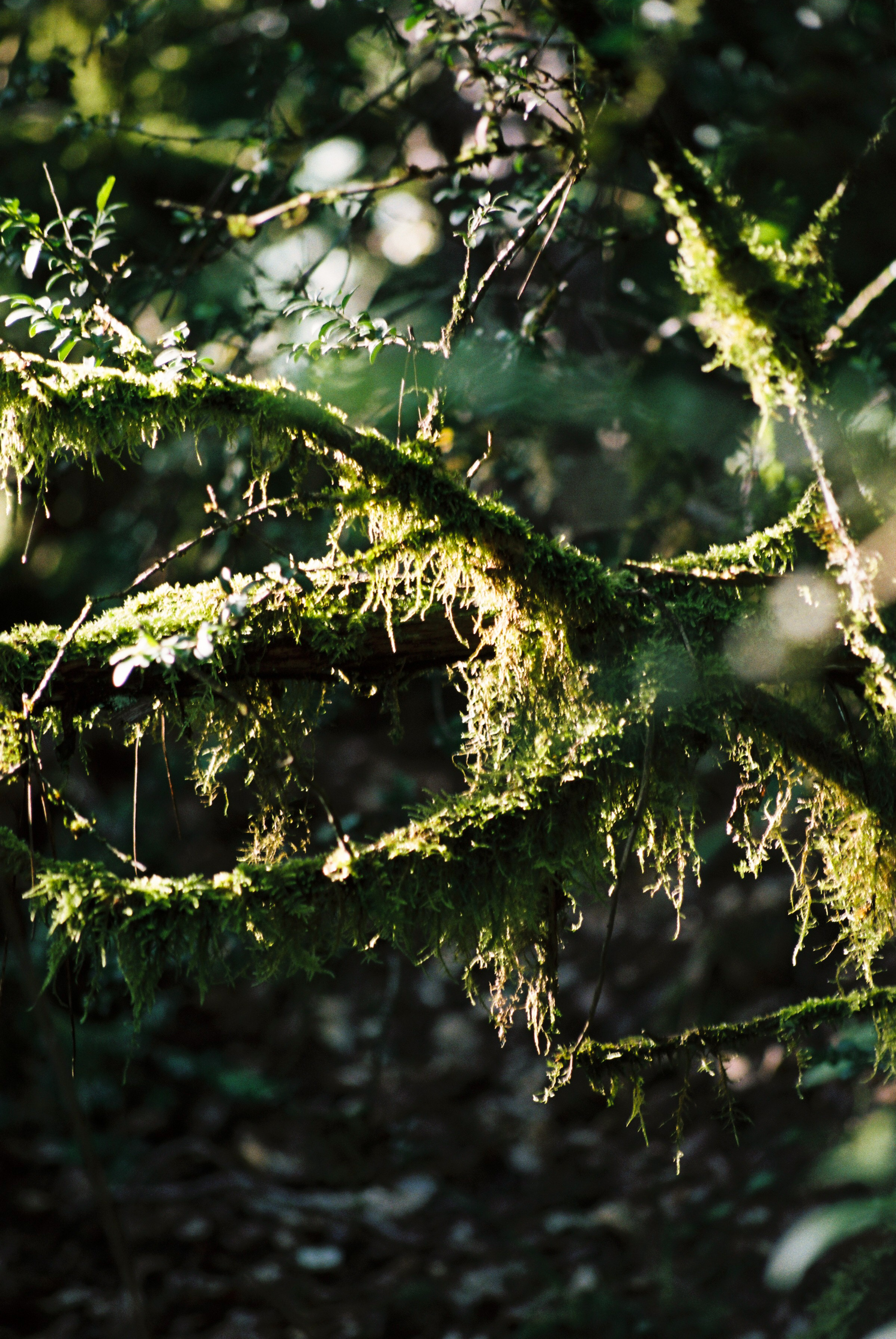 Diary, Flowers and Plants