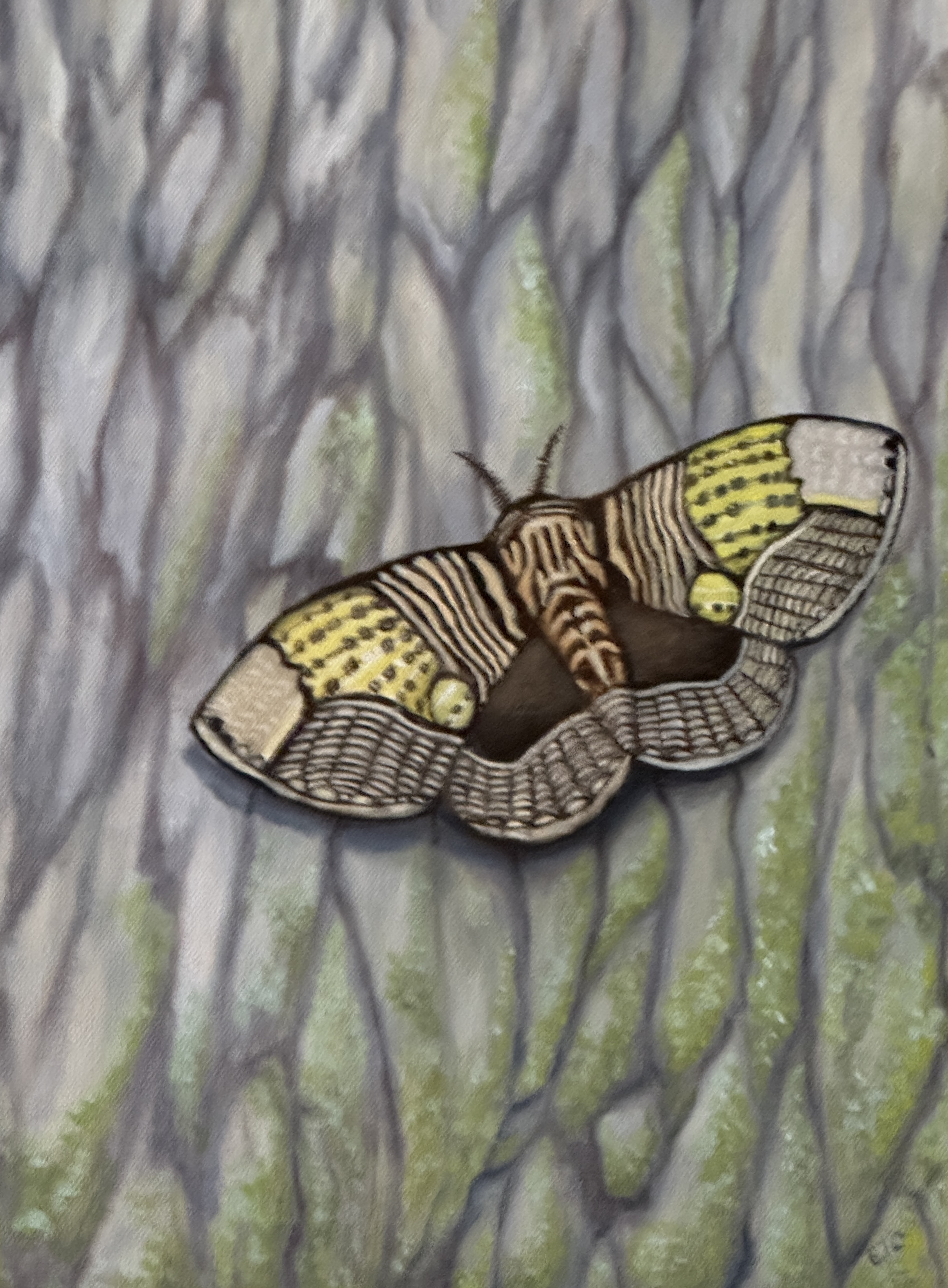 Owl Moth on Tree $600