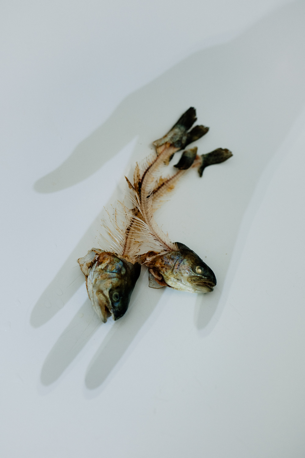 HardBoiled — Maximilian Koppernock